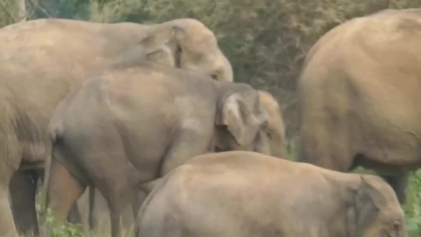 Wild elephants wreak havoc in Assam villages