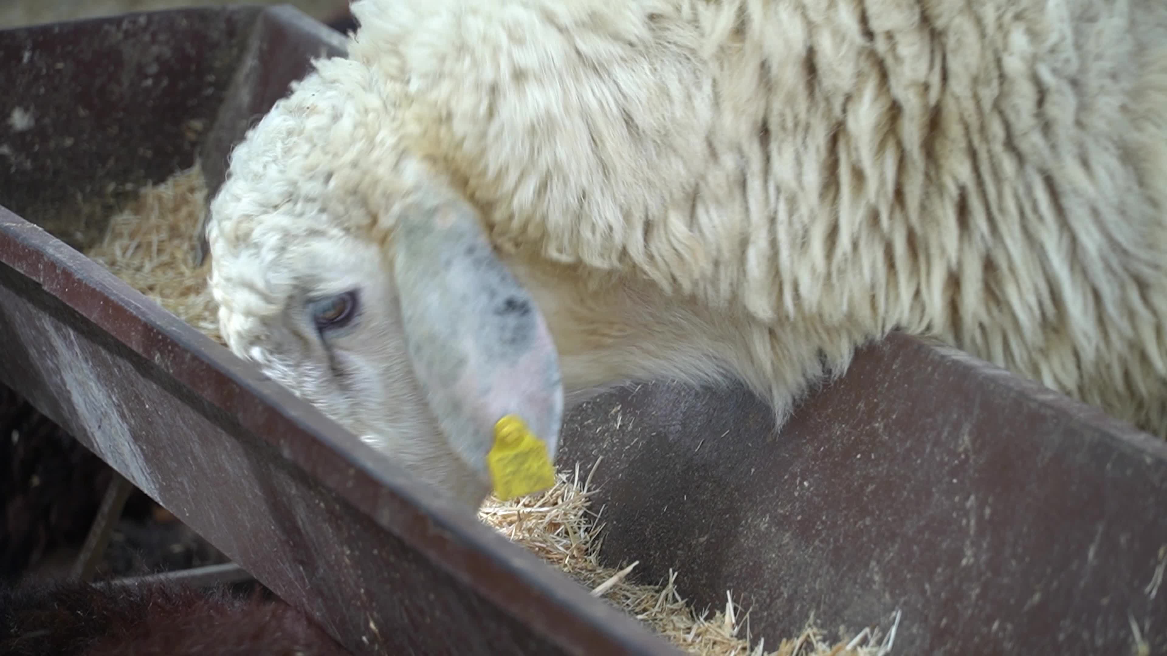 A local and traditional sacrificial animal market held before Eid al-Adha, Izmir, Turkey