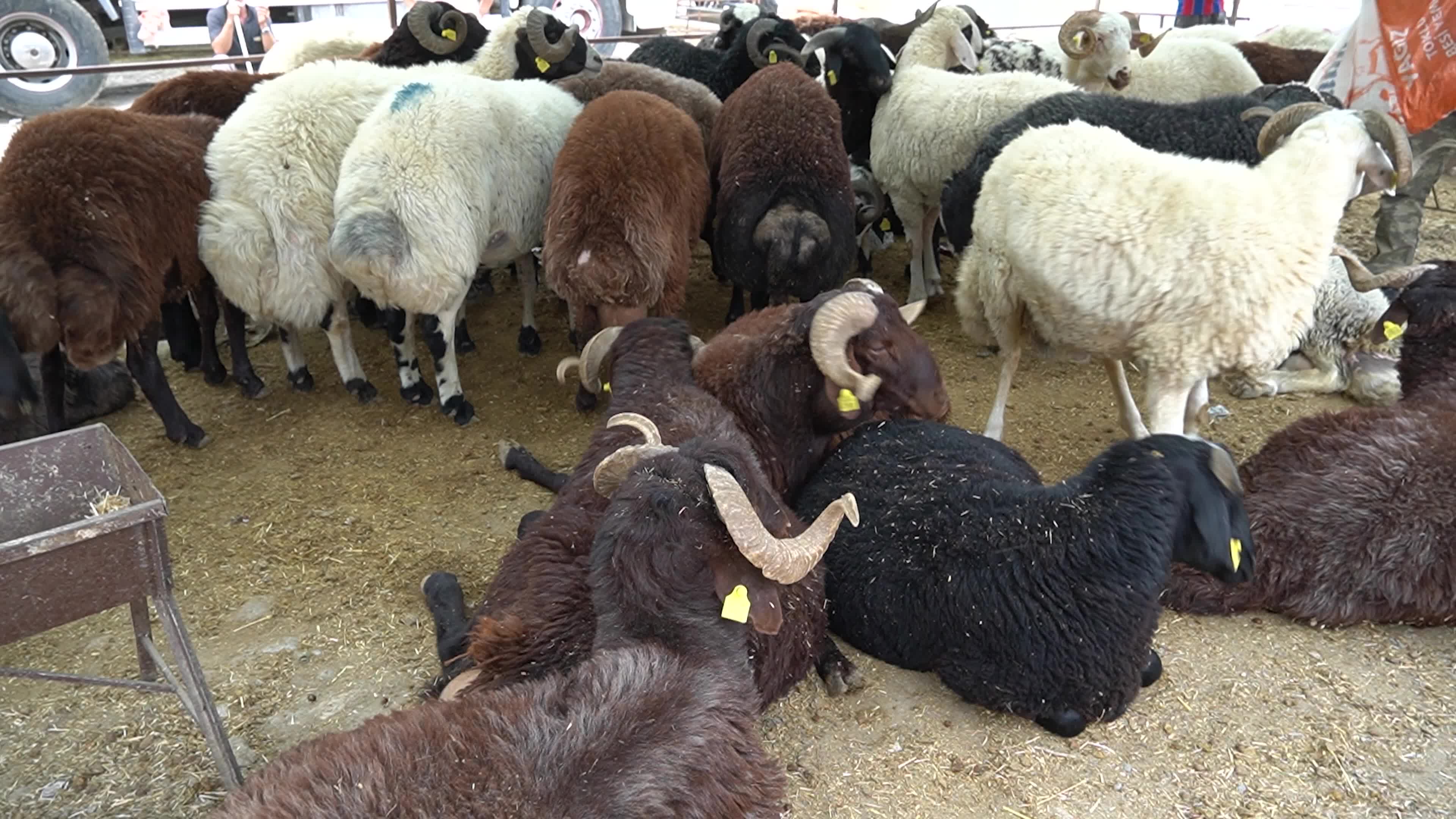 A local and traditional sacrificial animal market held before Eid al-Adha, Izmir, Turkey