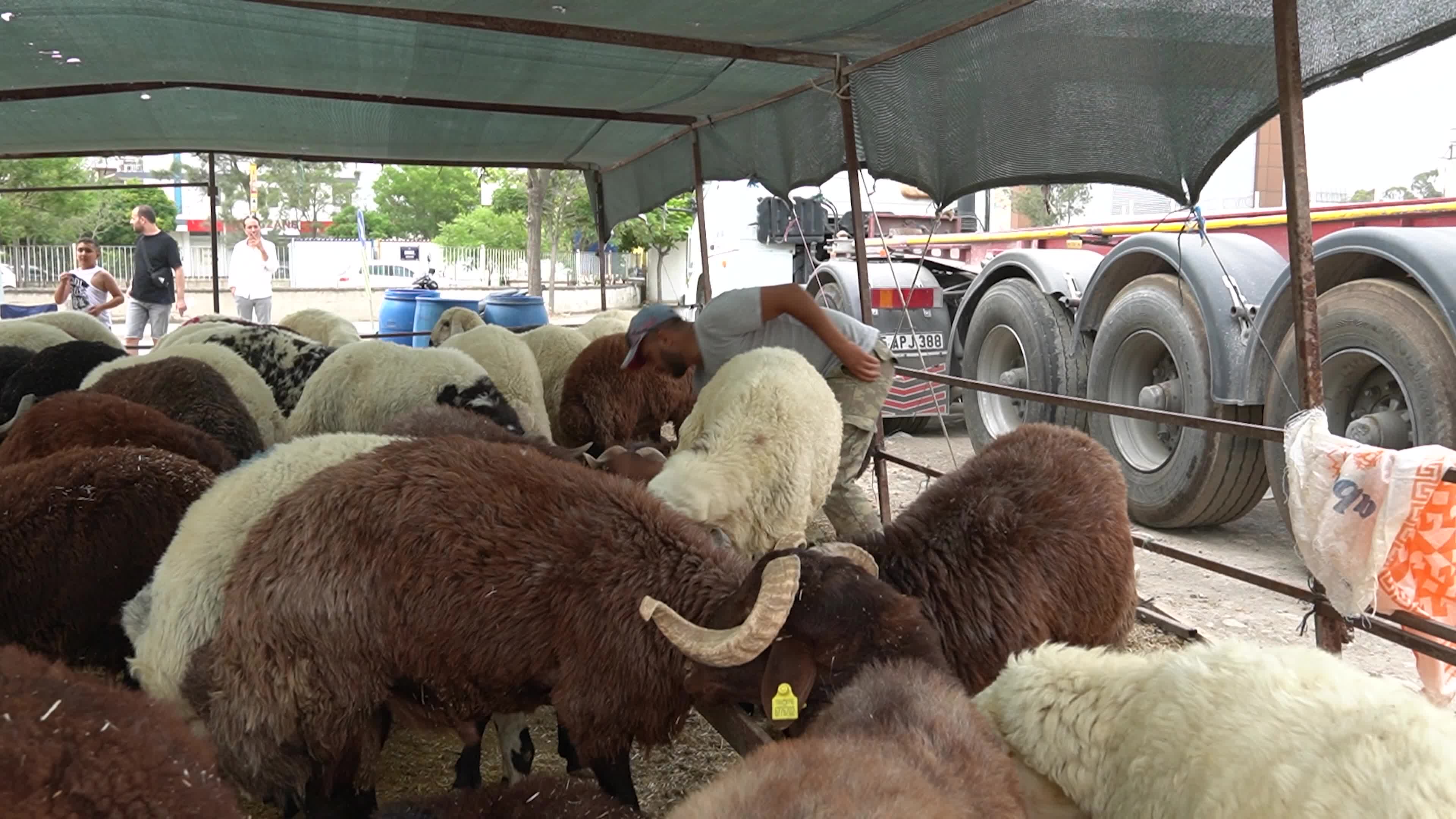 A local and traditional sacrificial animal market held before Eid al-Adha, Izmir, Turkey