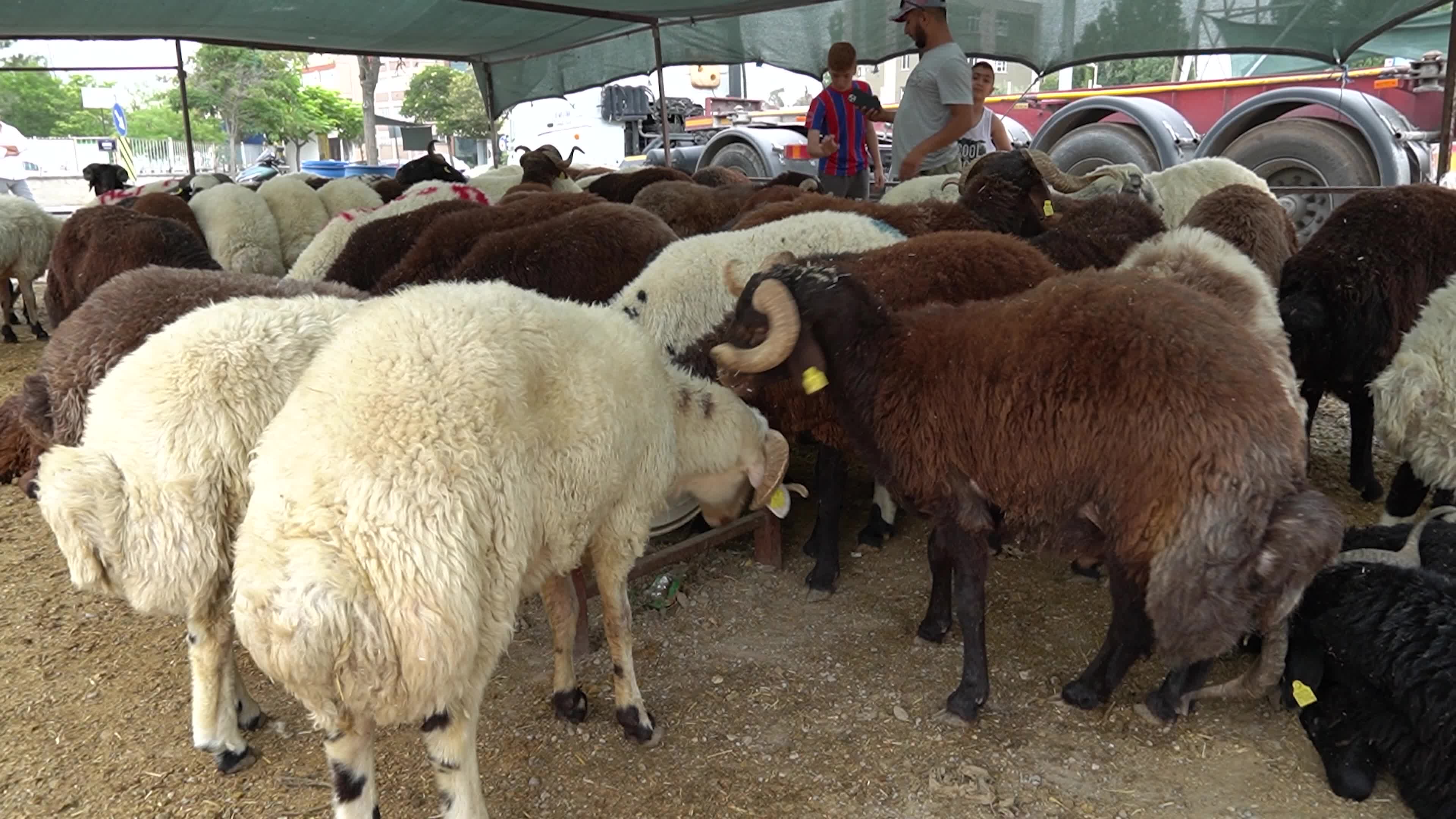 A local and traditional sacrificial animal market held before Eid al-Adha, Izmir, Turkey