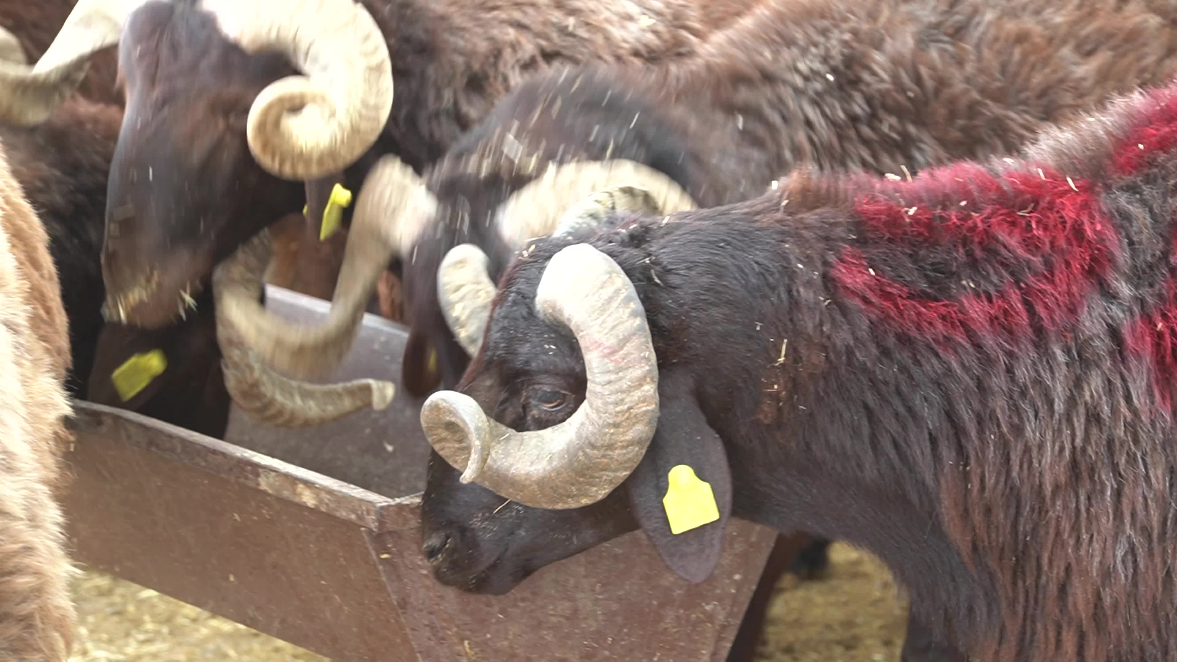A local and traditional sacrificial animal market held before Eid al-Adha, Izmir, Turkey