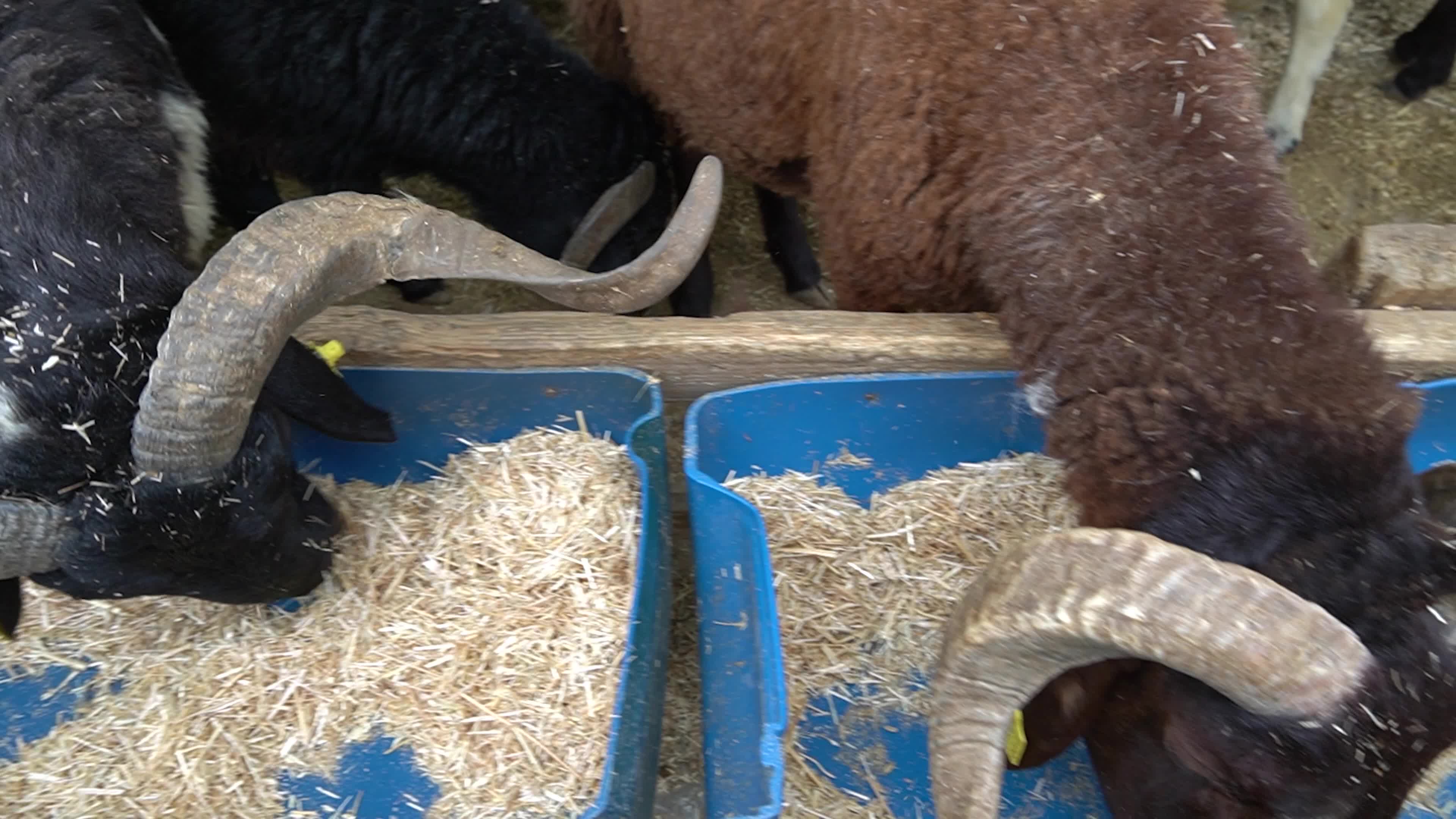 A local and traditional sacrificial animal market held before Eid al-Adha, Izmir, Turkey
