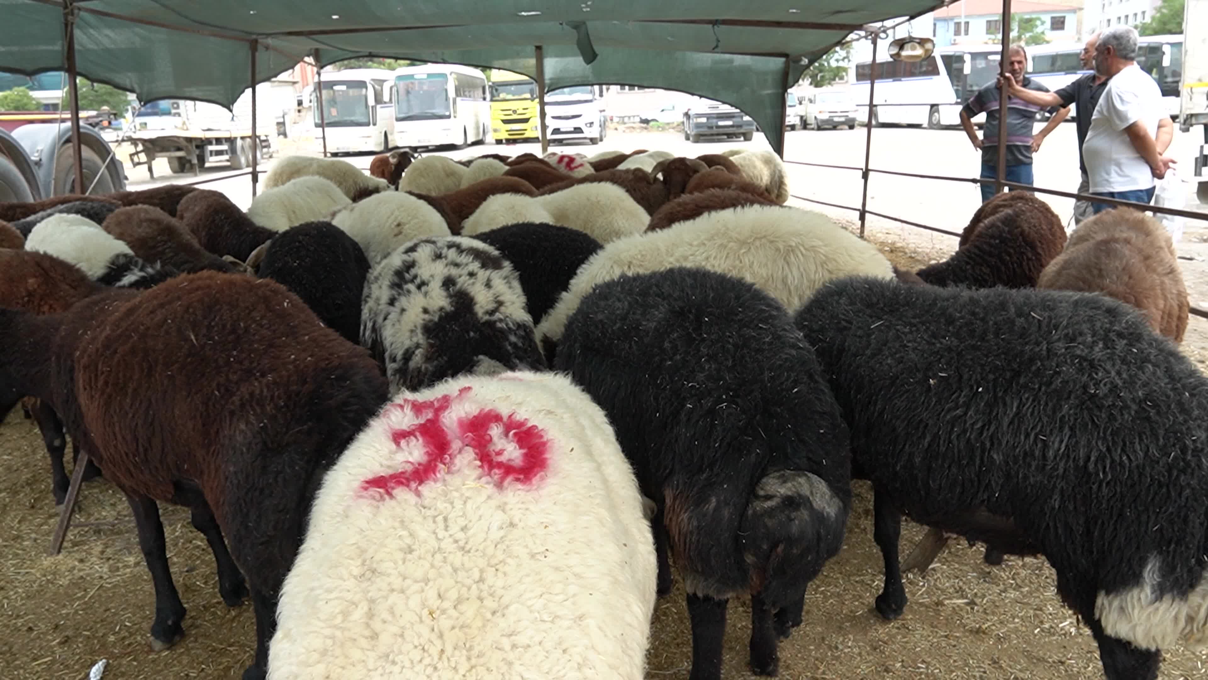 A local and traditional sacrificial animal market held before Eid al-Adha, Izmir, Turkey