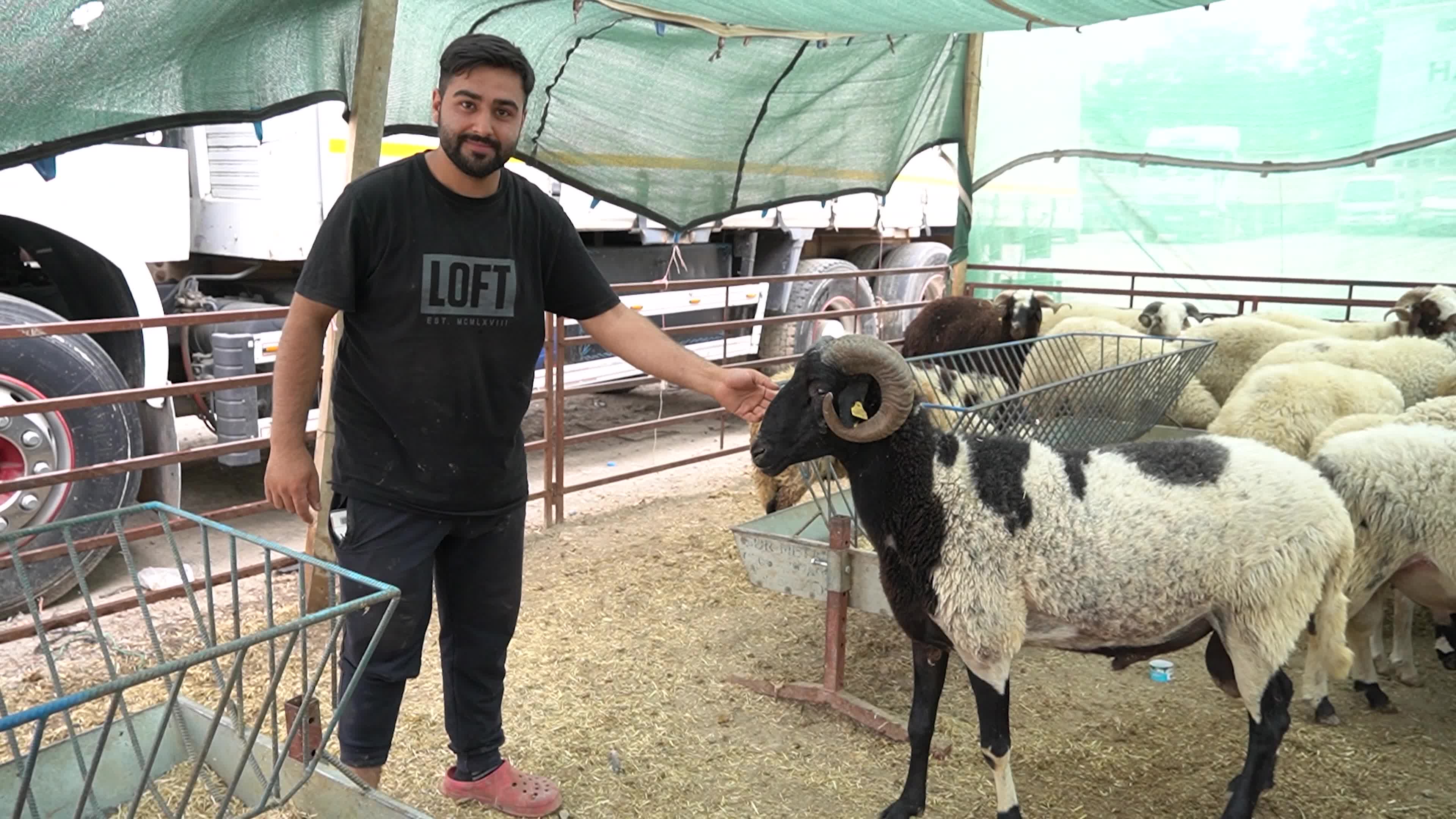 A local and traditional sacrificial animal market held before Eid al-Adha, Izmir, Turkey
