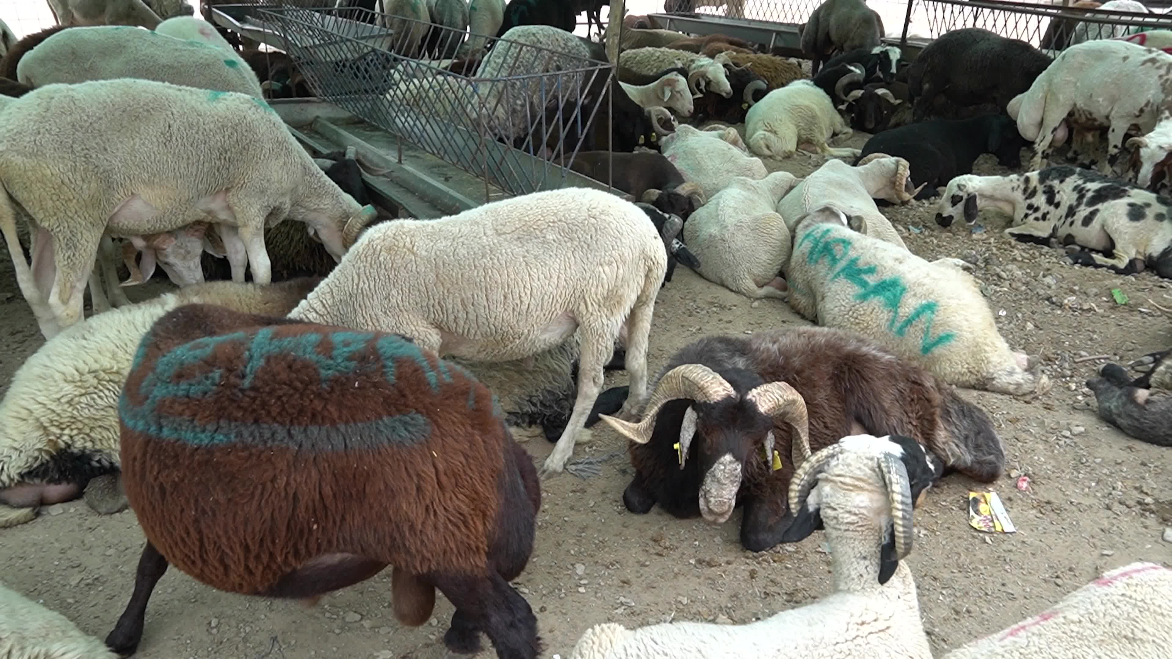 A local and traditional sacrificial animal market held before Eid al-Adha, Izmir, Turkey