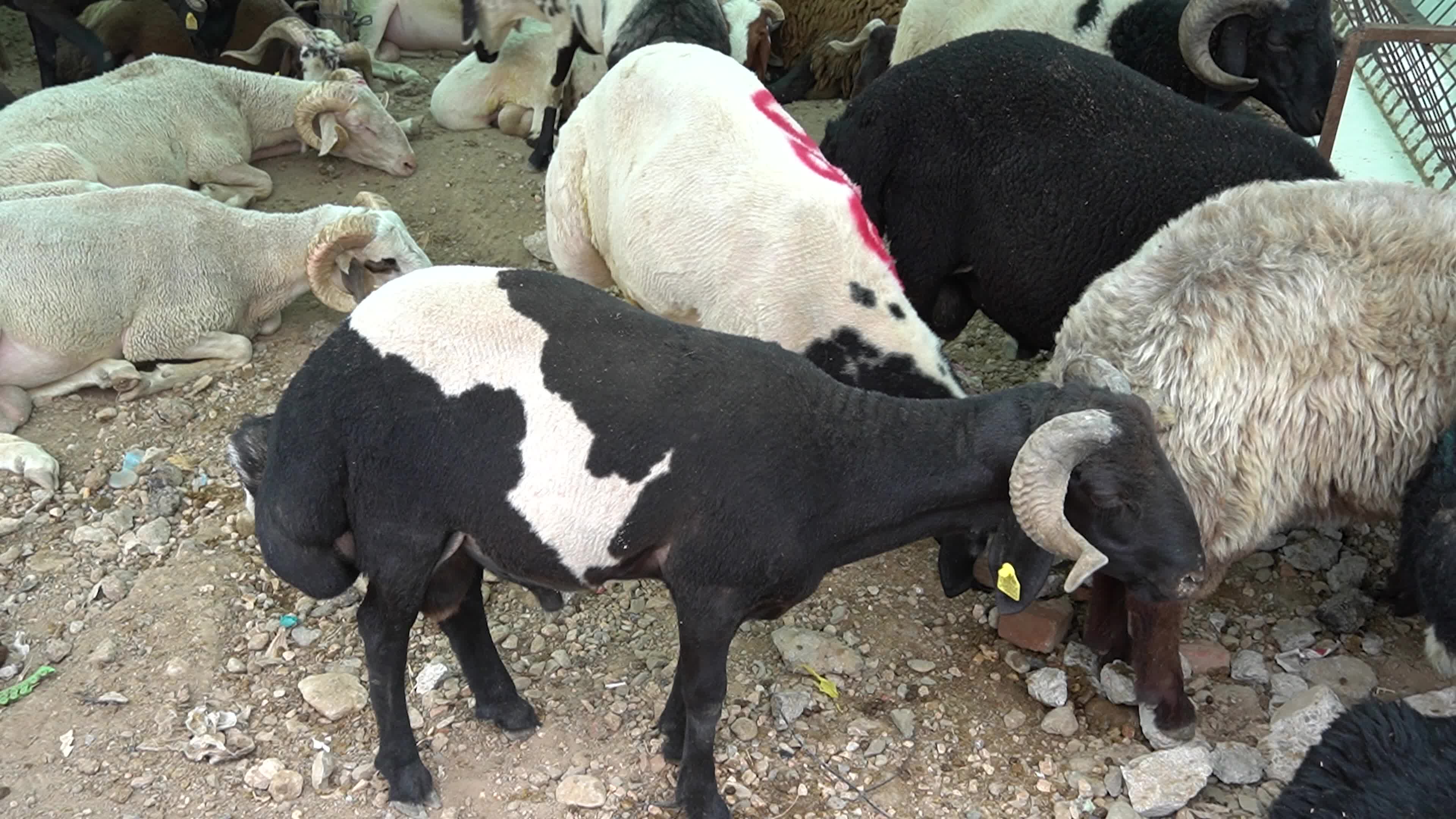A local and traditional sacrificial animal market held before Eid al-Adha, Izmir, Turkey