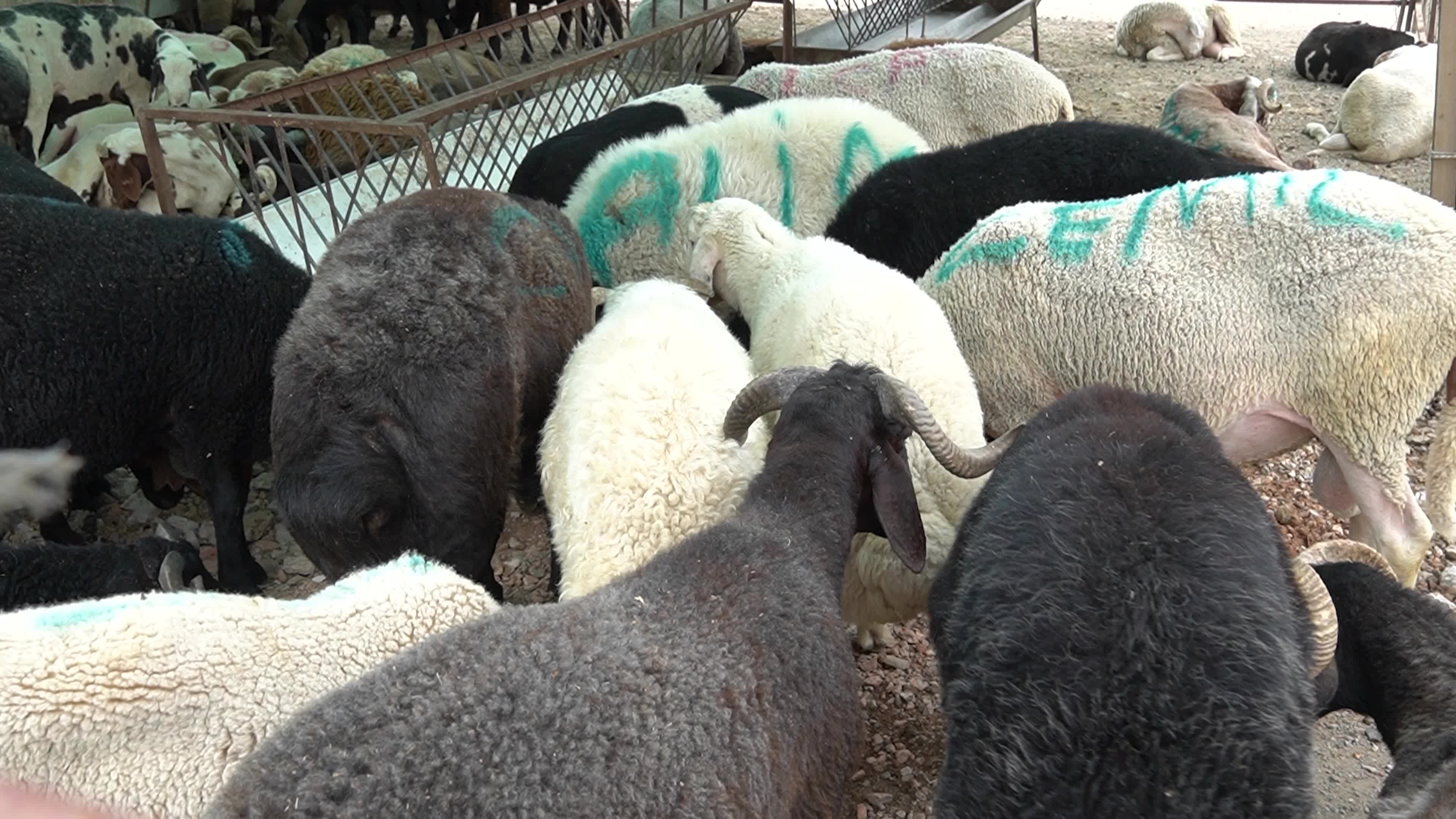 A local and traditional sacrificial animal market held before Eid al-Adha, Izmir, Turkey