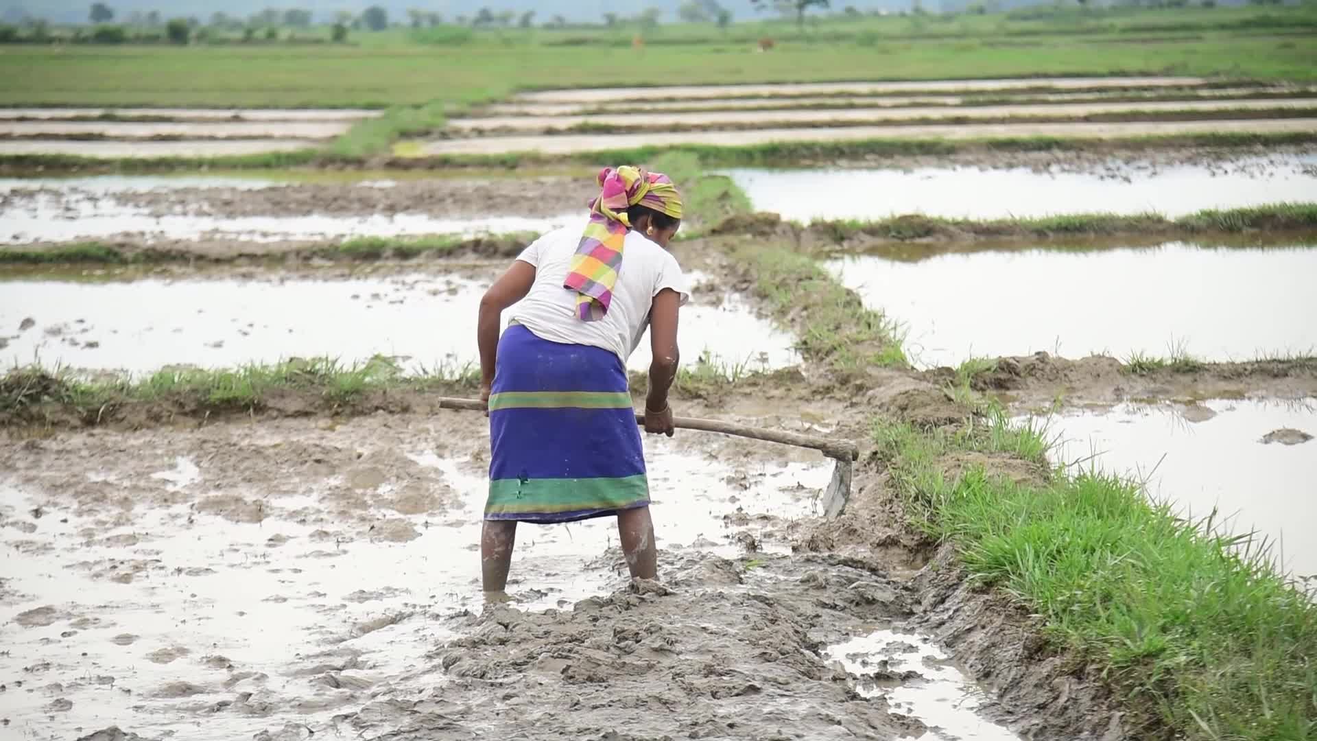 Farmer In India