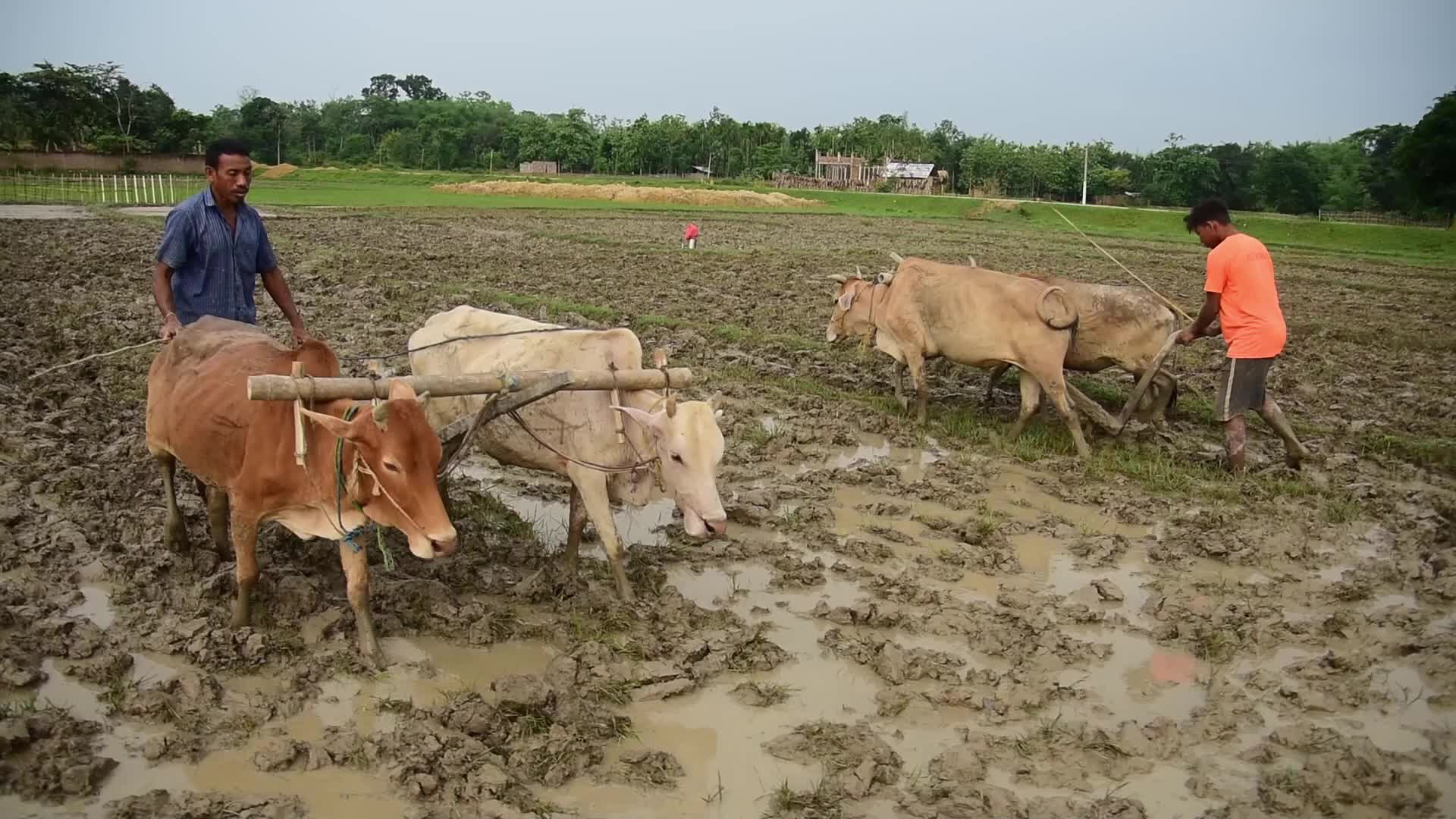 Farmer In India