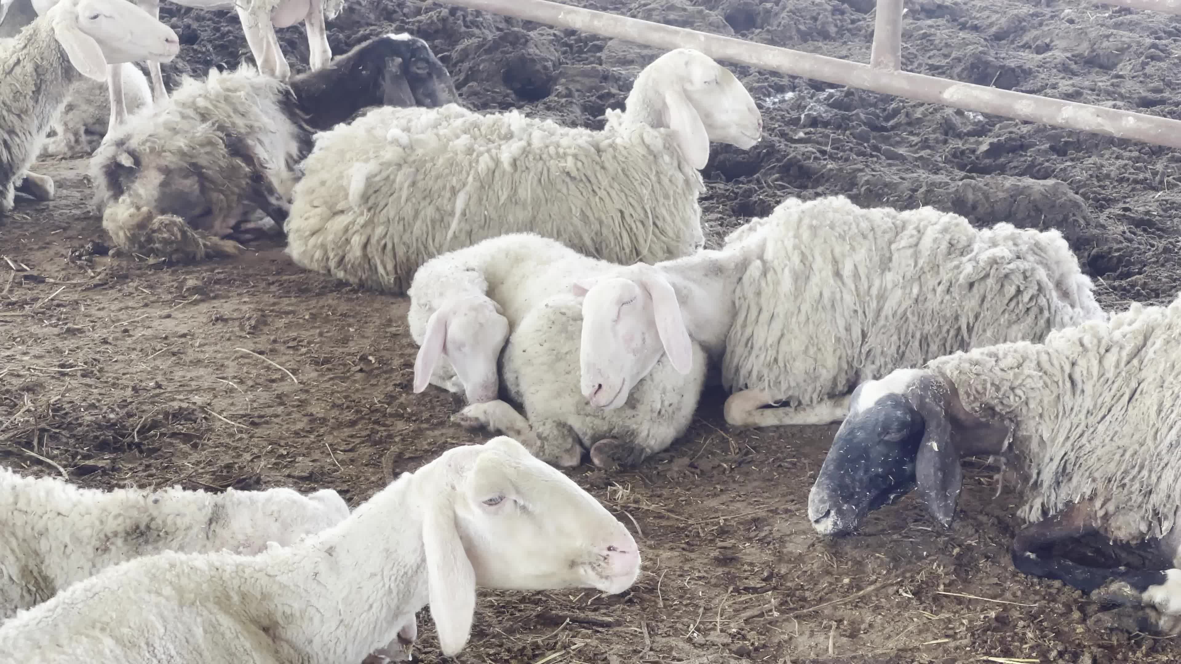 Eid Al-Adha In Gaza, Palestine