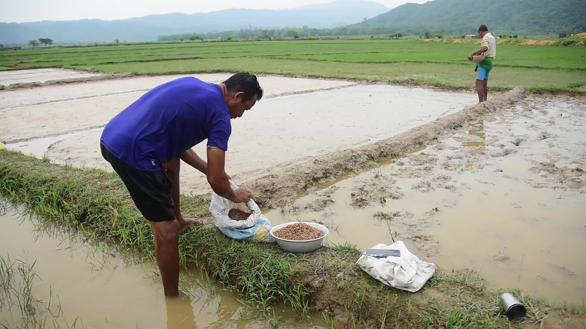 Farmer In India