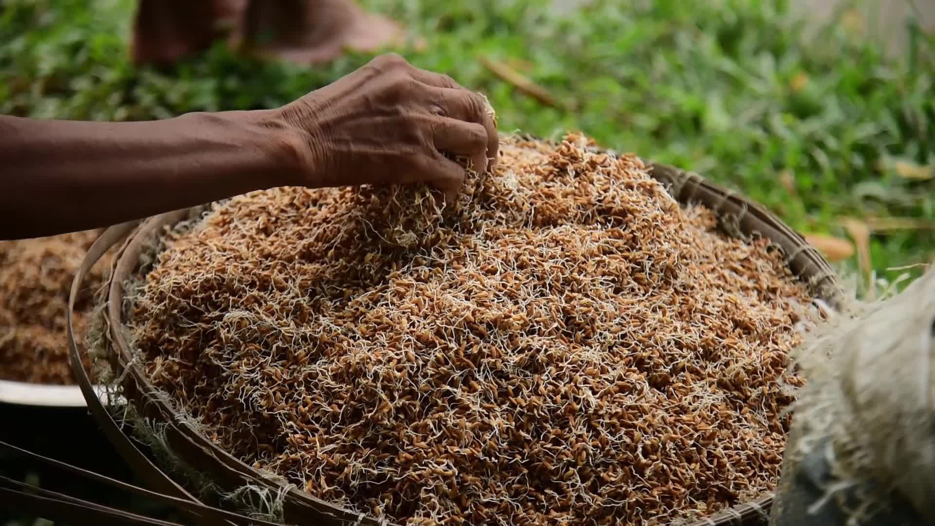 Farmer In India