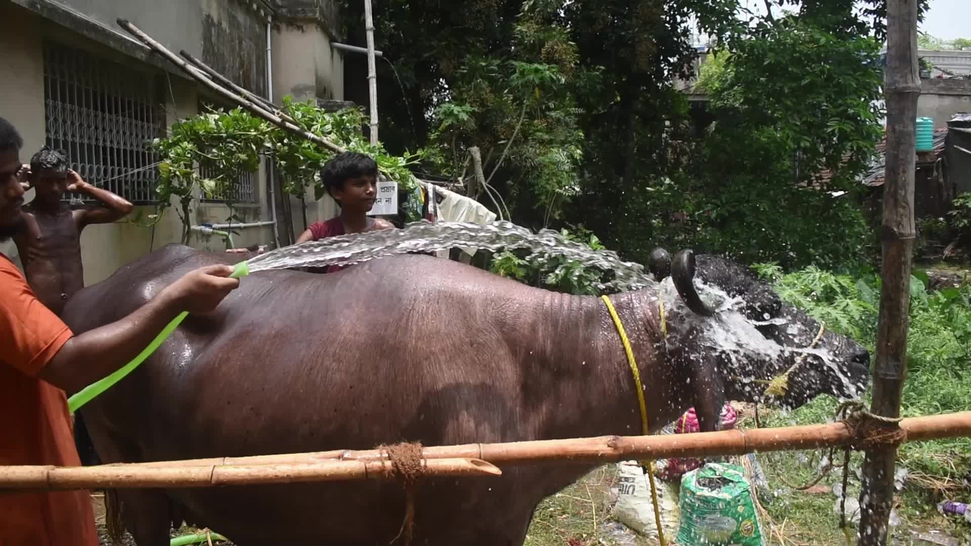 Eid al-Adha celebrations in Kolkata, India