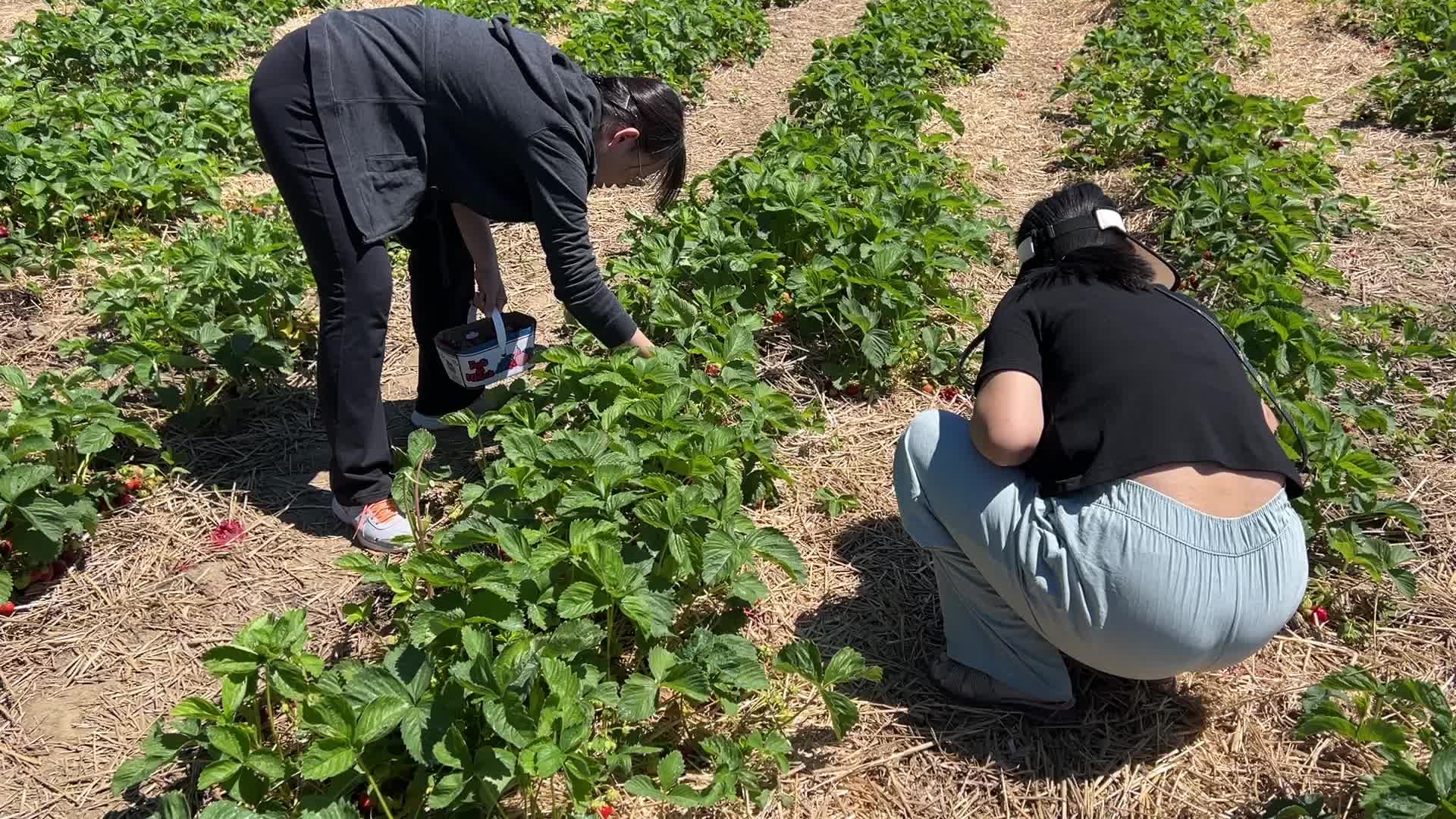 Strawberry picking in Canada