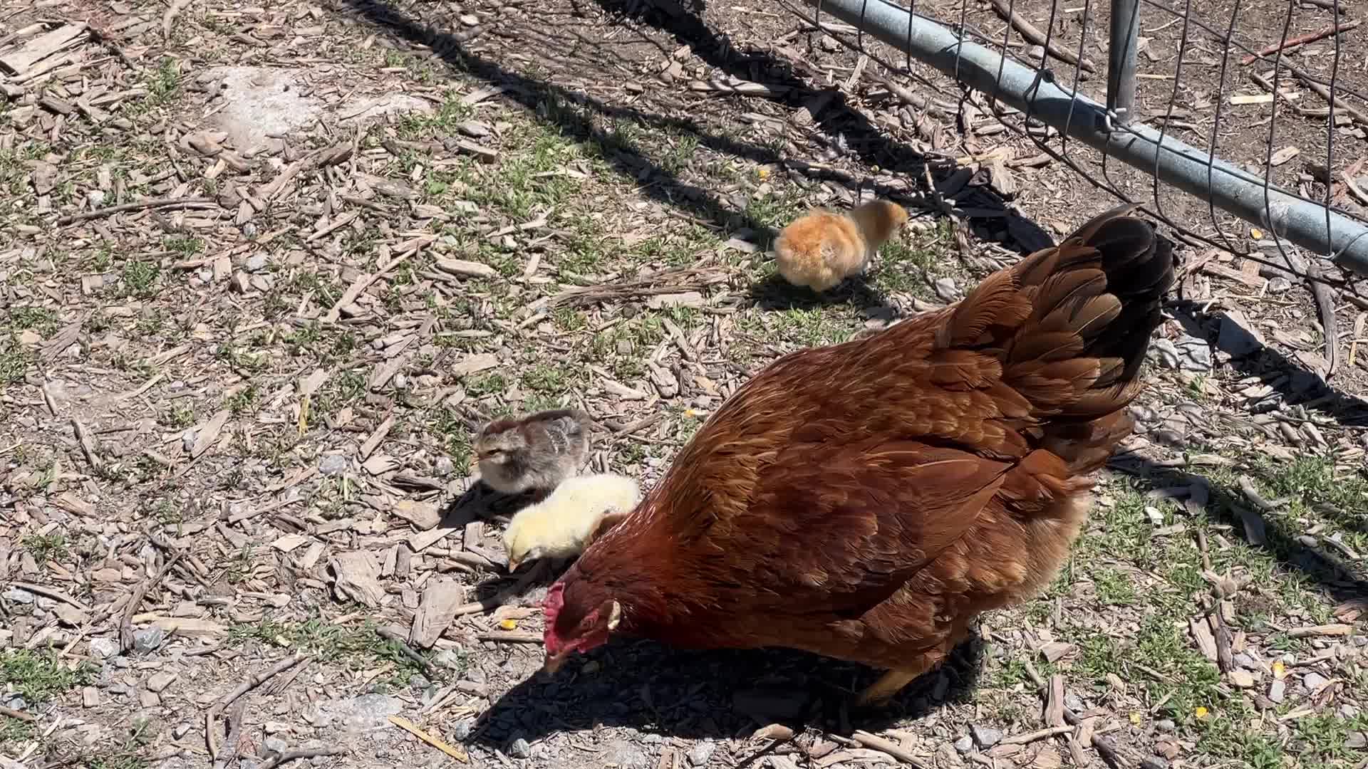 Hen with chicks
