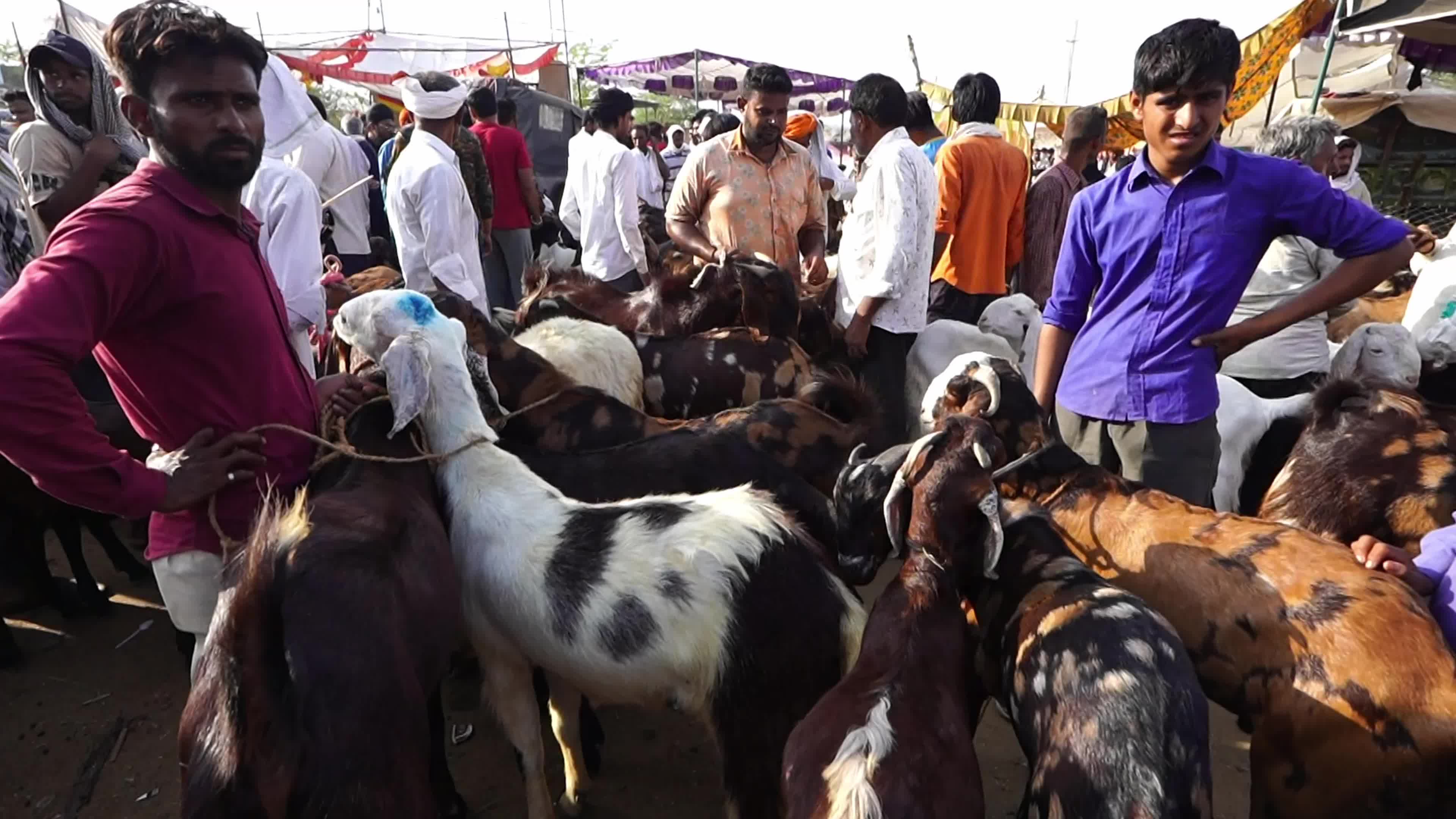 Livestock vendors selling goats wait for customers at a market in Ajmer