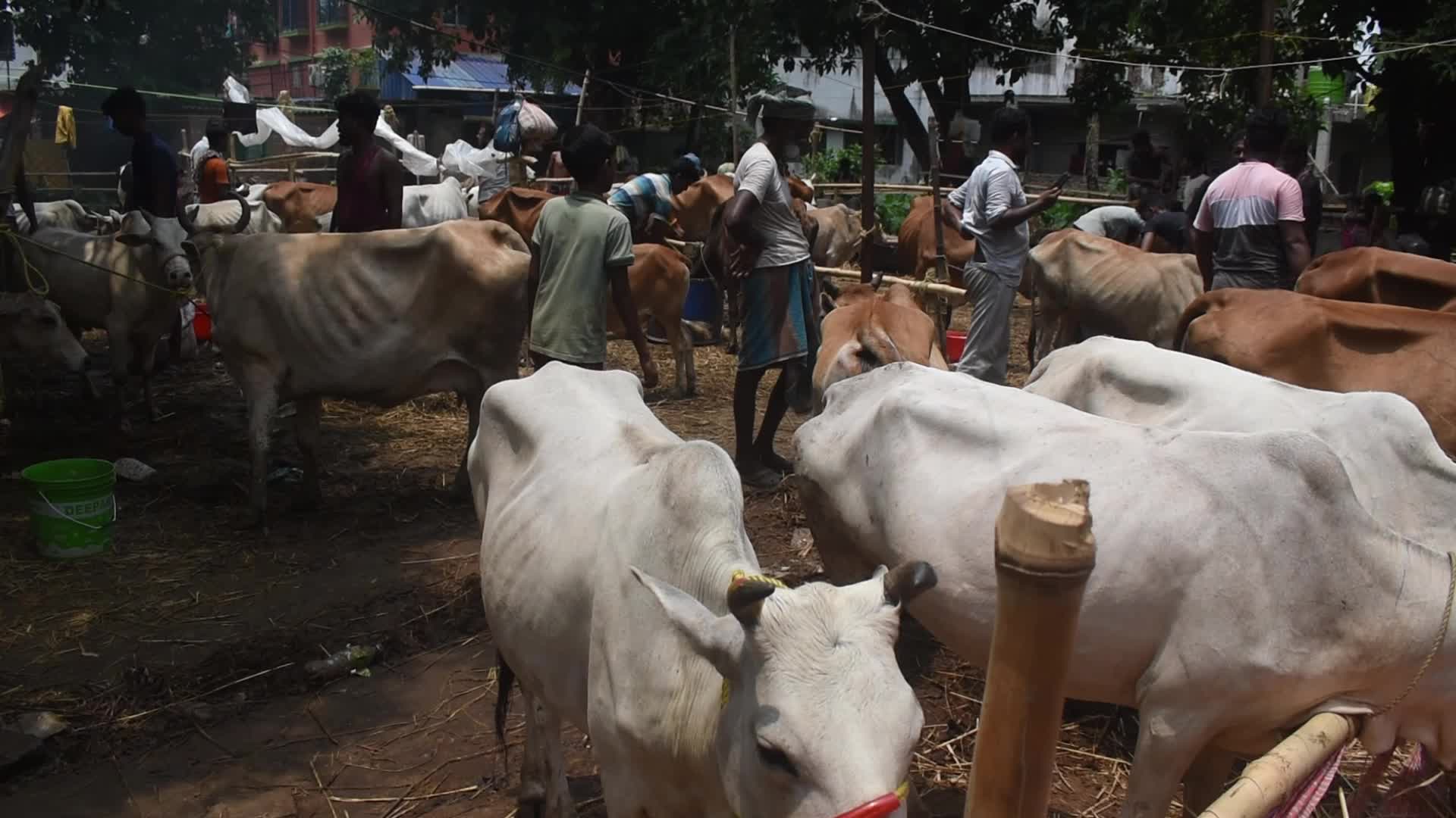 Eid al-Adha celebrations in Kolkata, India