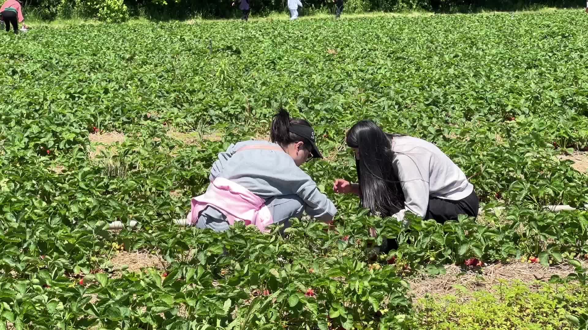 Strawberry picking in Canada