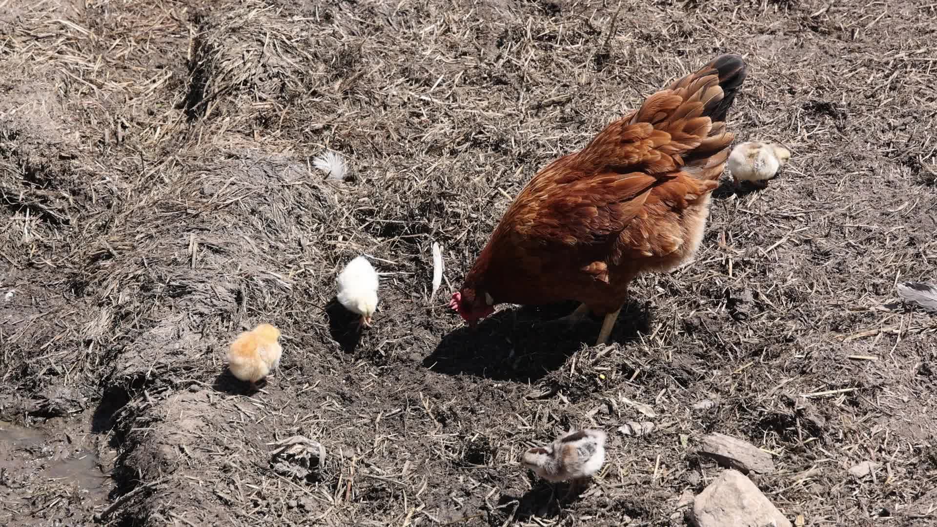 Hen with chicks