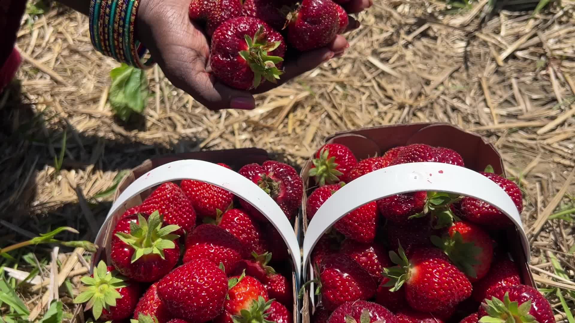Strawberry picking in Canada
