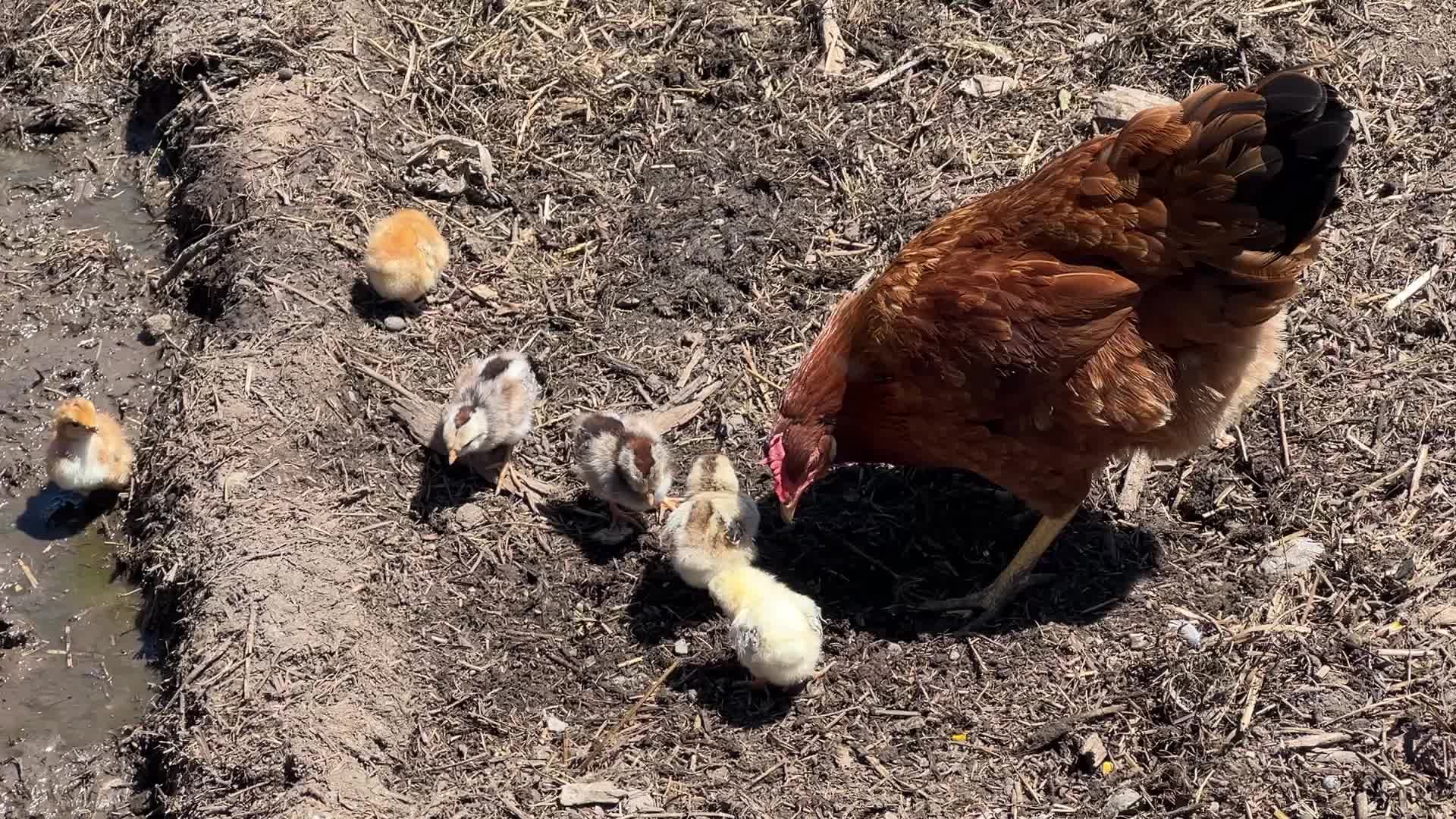 Hen with chicks