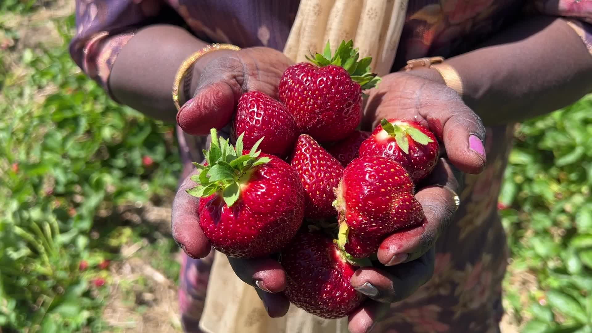 Strawberry picking in Canada
