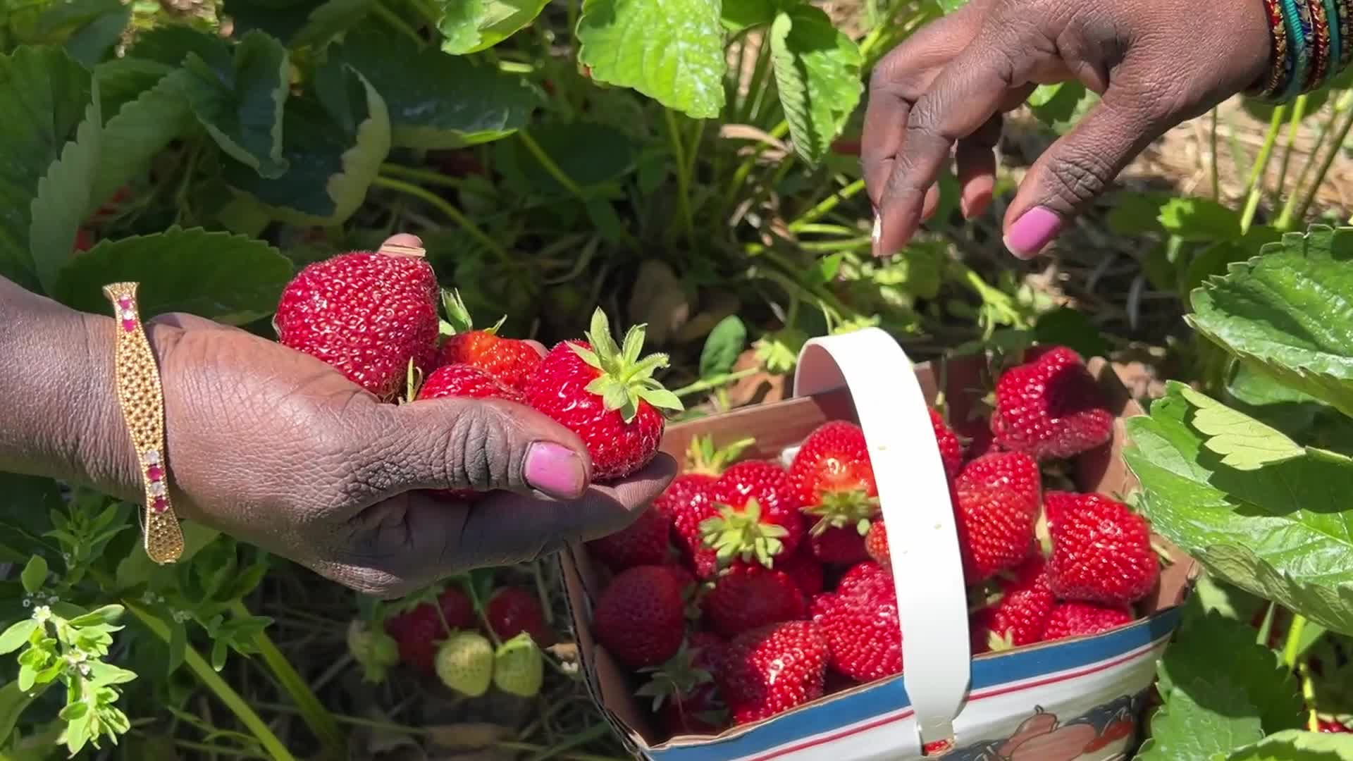 Strawberry picking in Canada