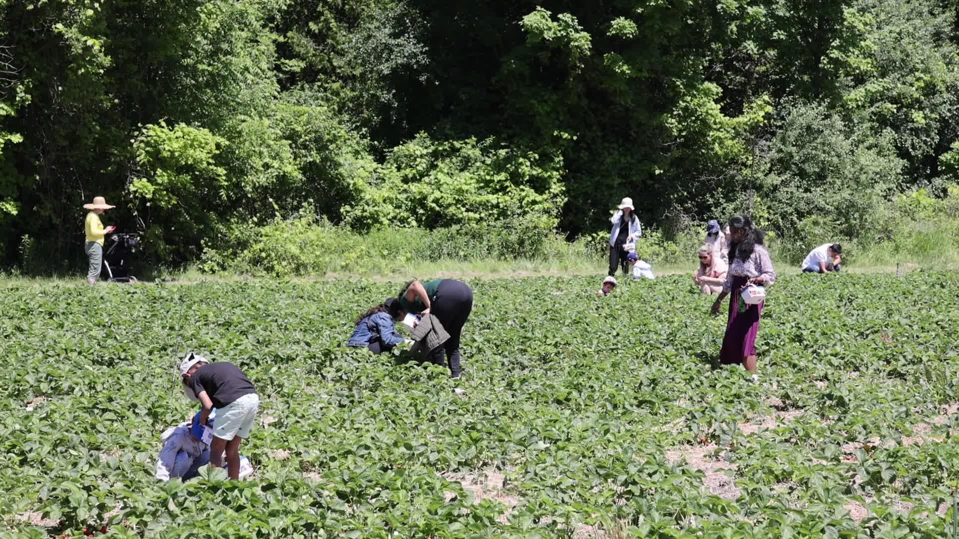 Strawberry picking in Canada