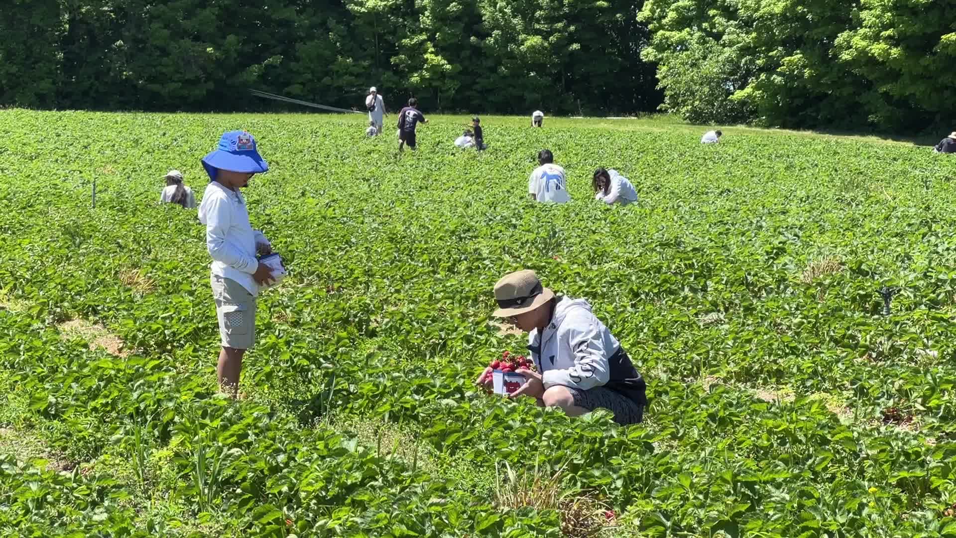 Strawberry picking in Canada
