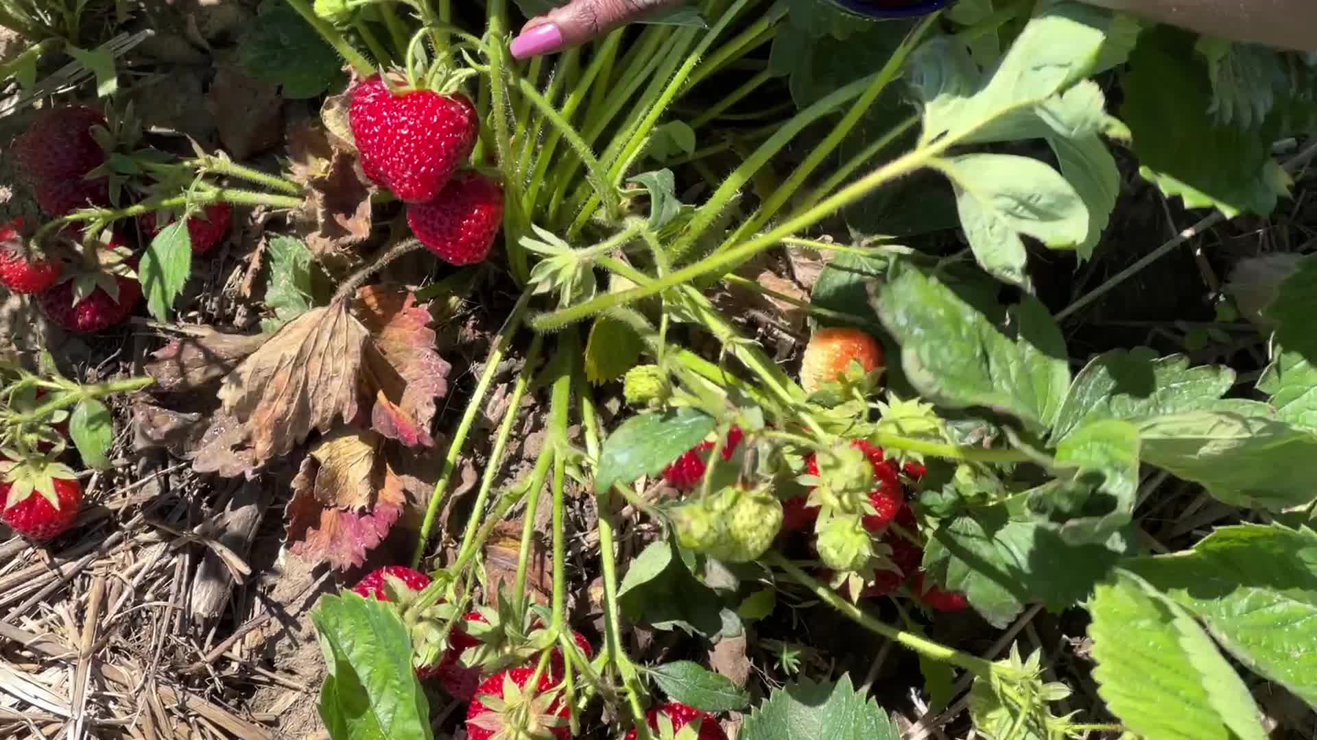 Strawberry picking in Canada