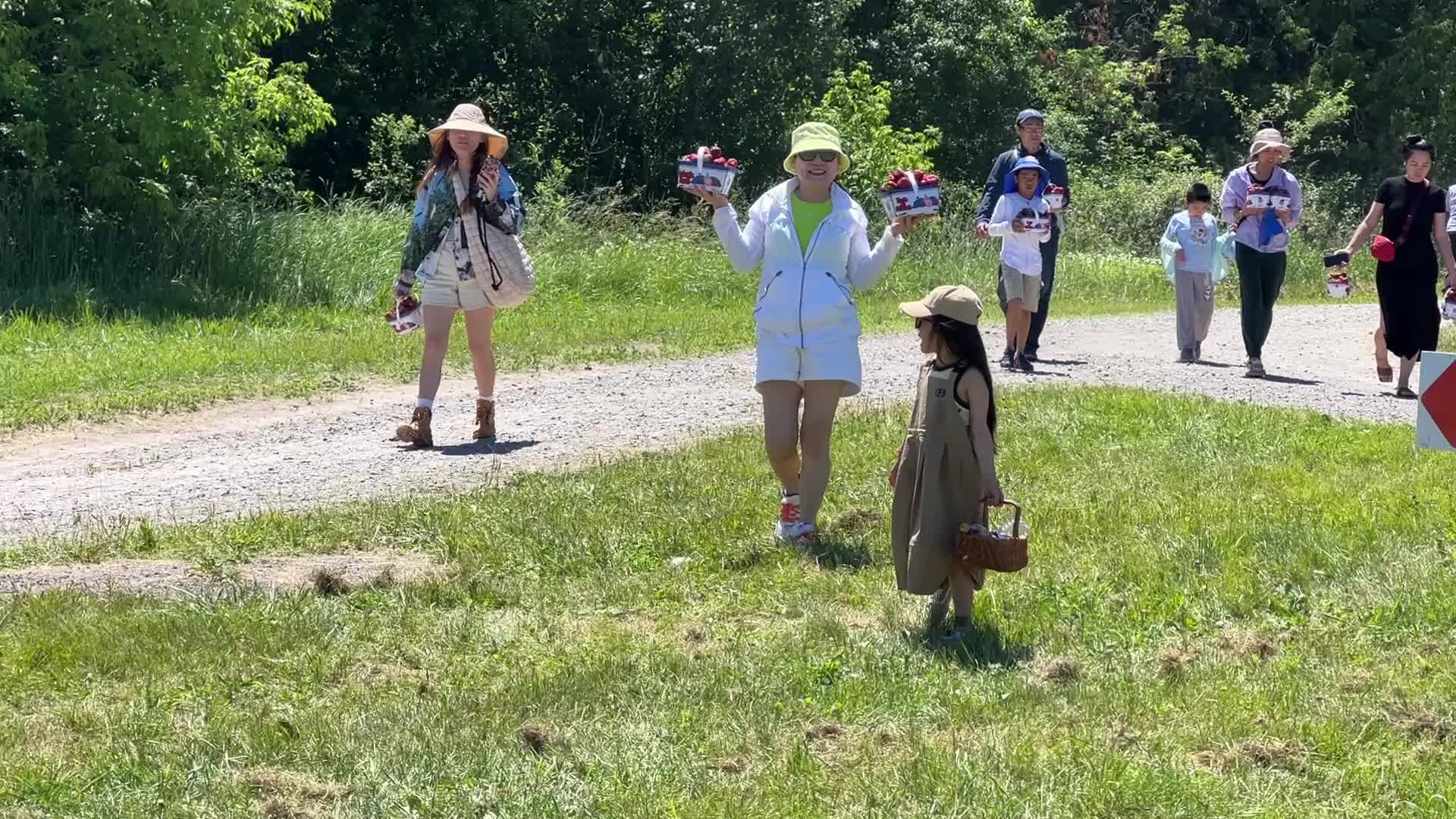 Strawberry picking in Canada