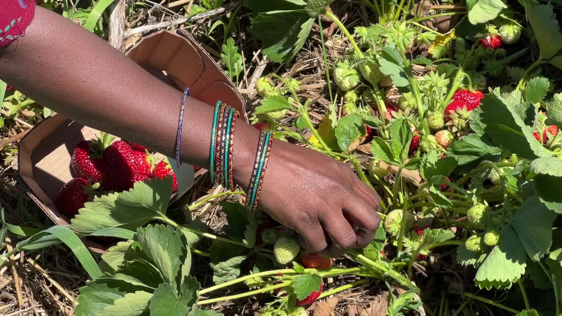 Strawberry picking in Canada