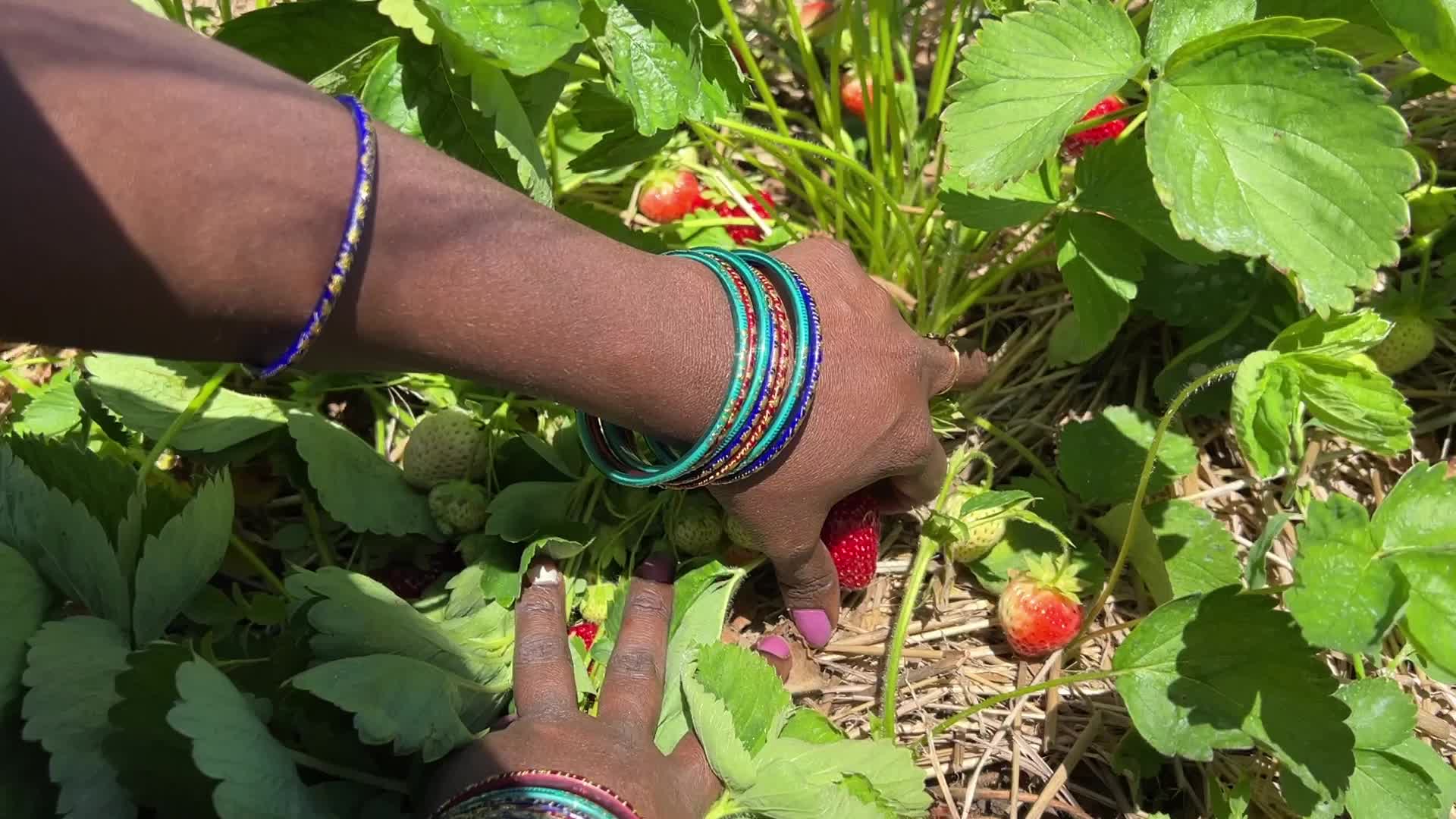 Strawberry picking in Canada