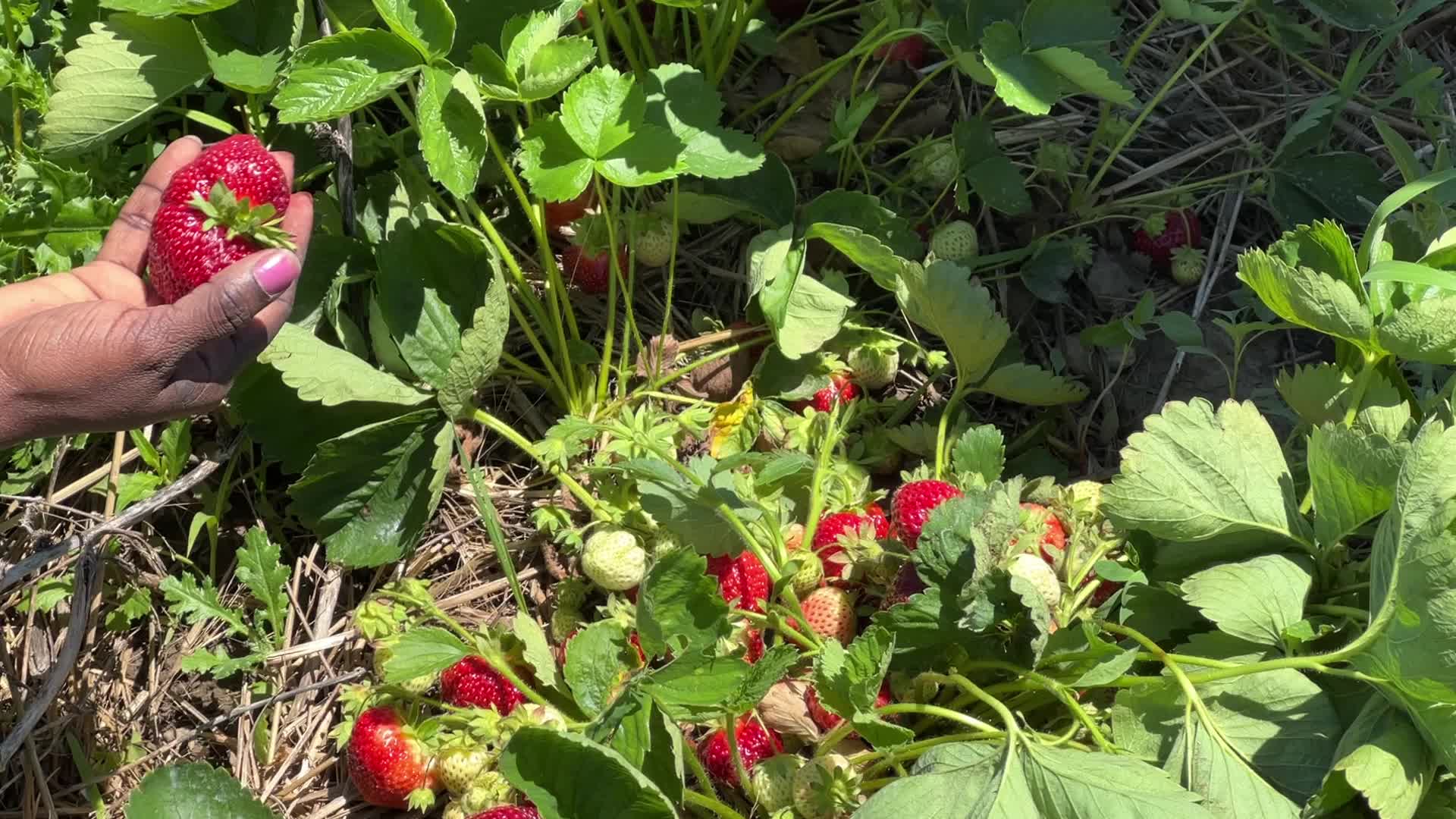 Strawberry picking in Canada