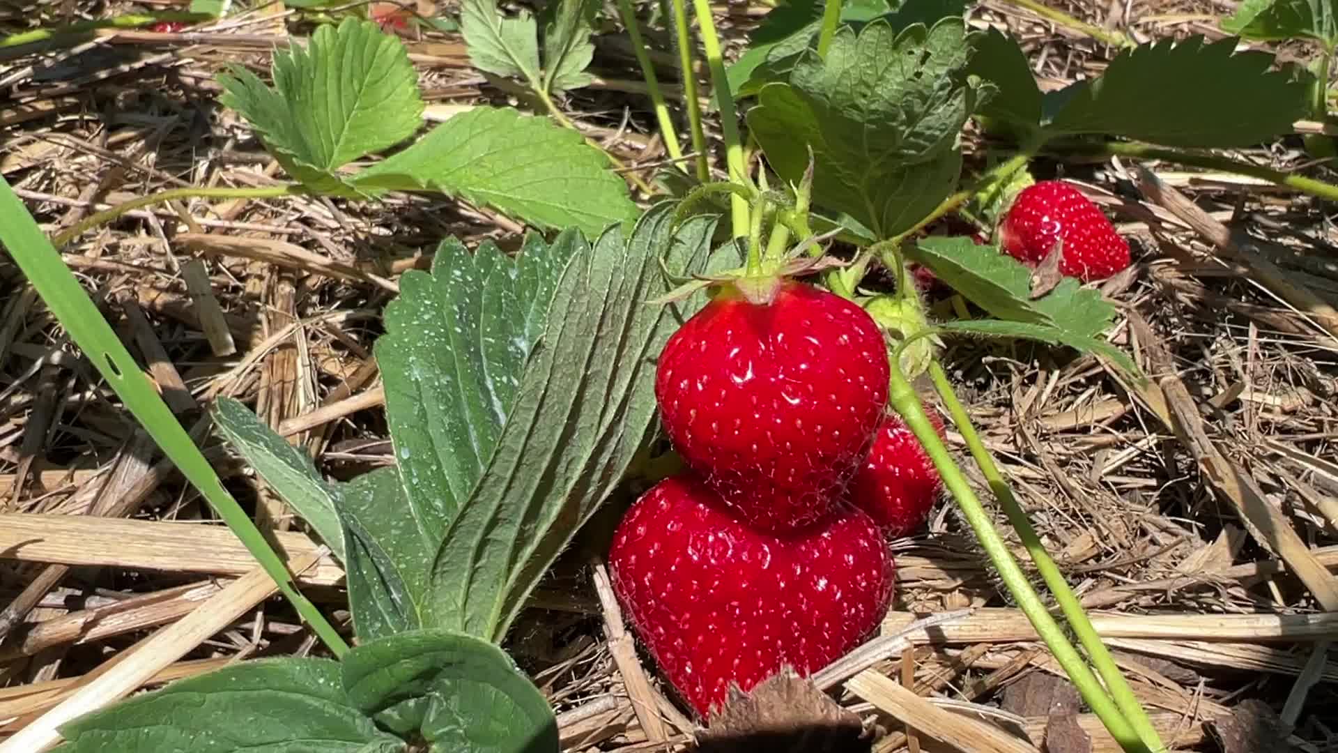 Strawberry picking in Canada