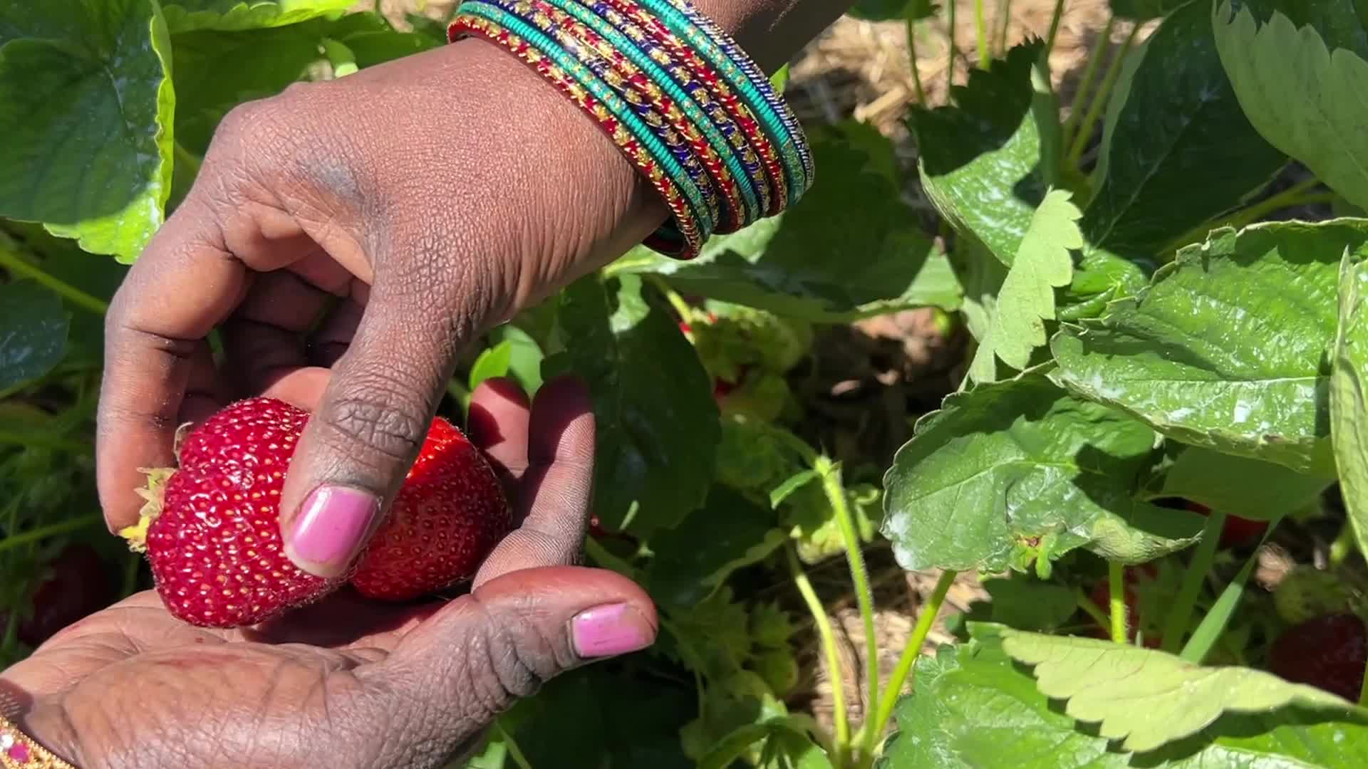 Strawberry picking in Canada
