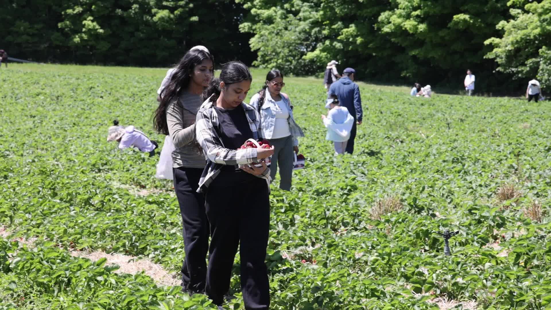 Strawberry picking in Canada