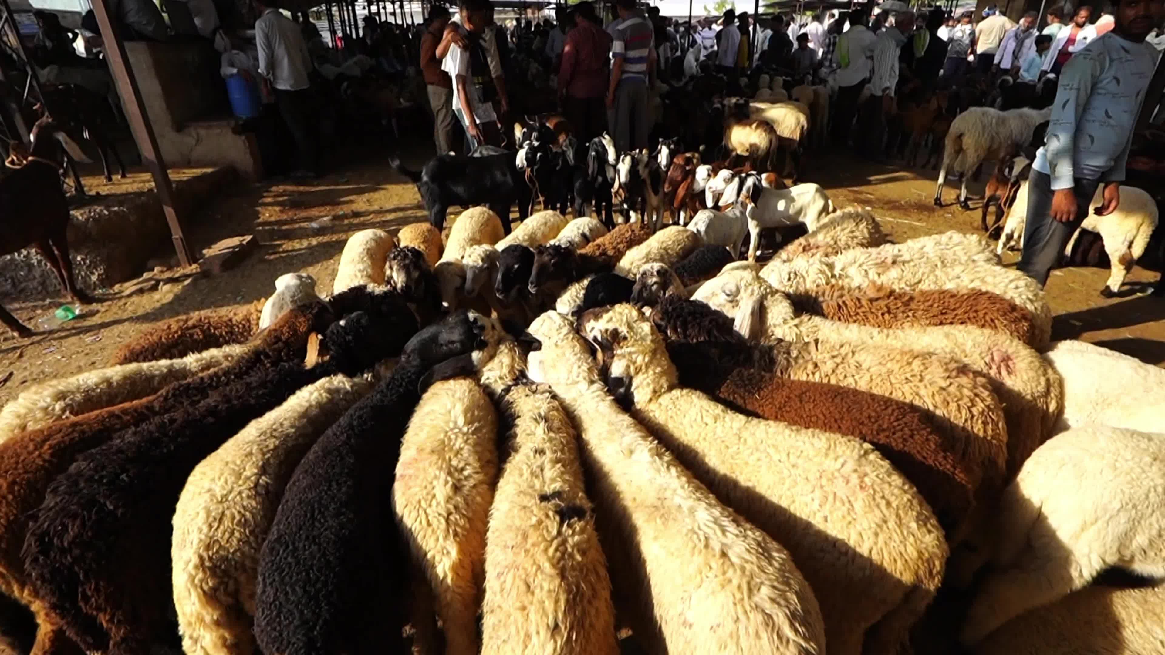 Livestock vendors selling goats wait for customers at a market in Ajmer
