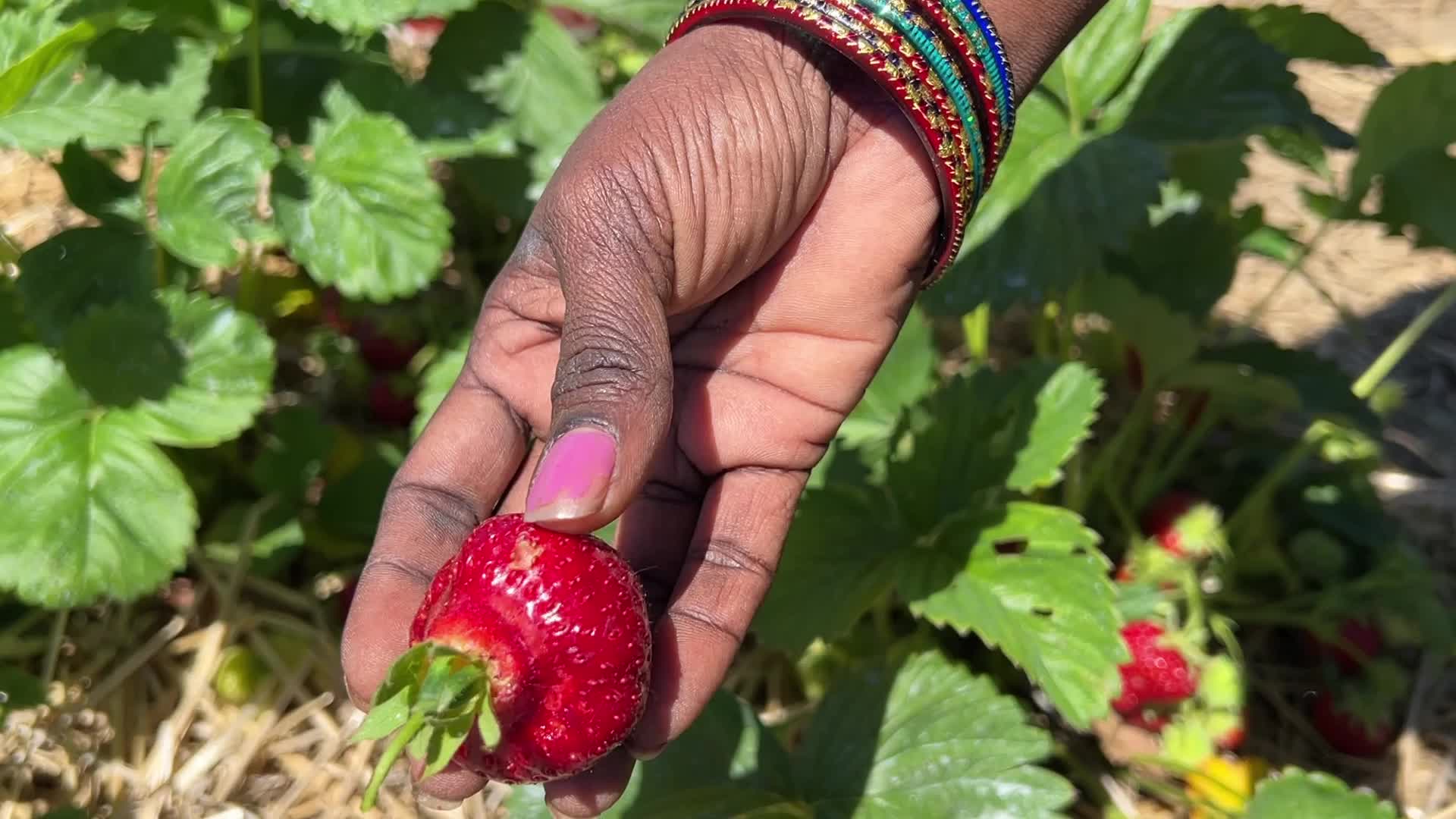 Strawberry picking in Canada