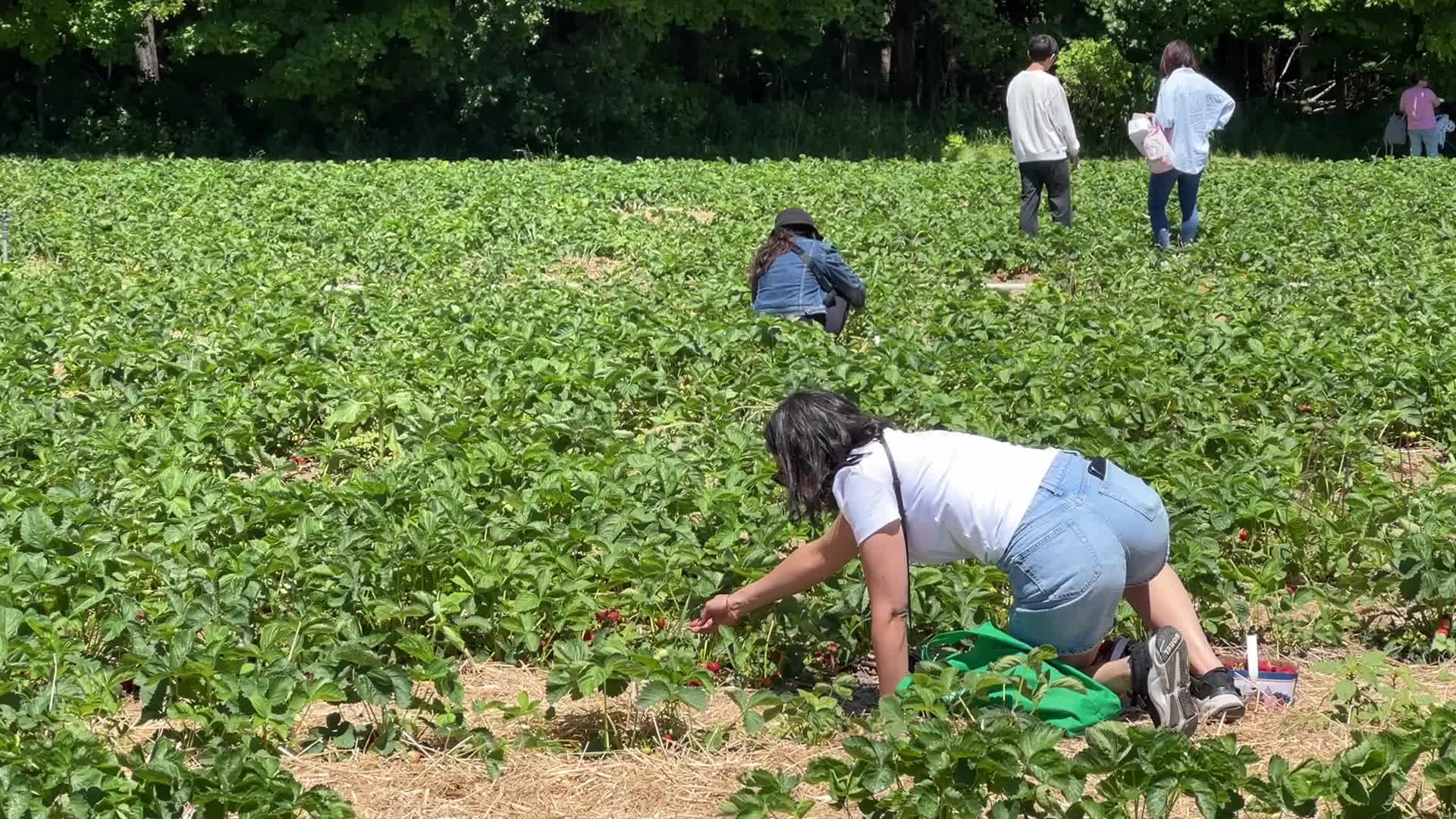 Strawberry picking in Canada