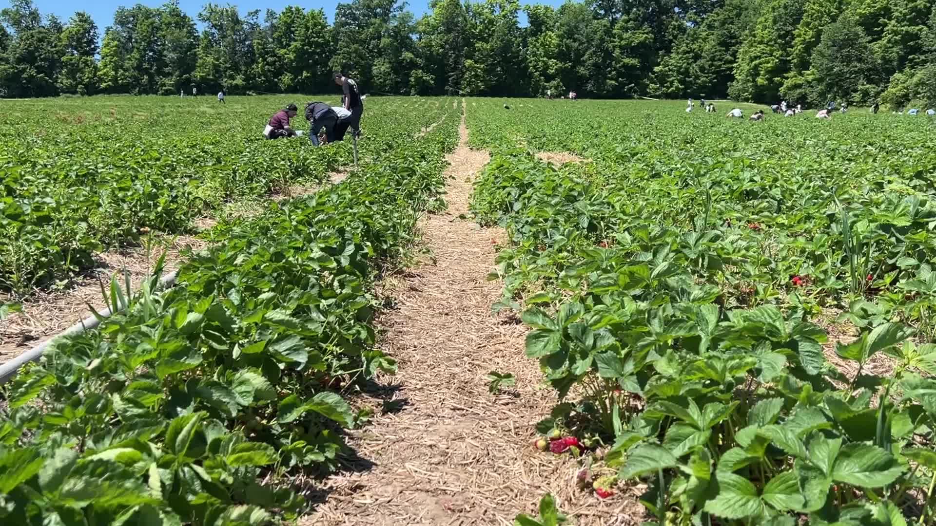 Strawberry picking in Canada