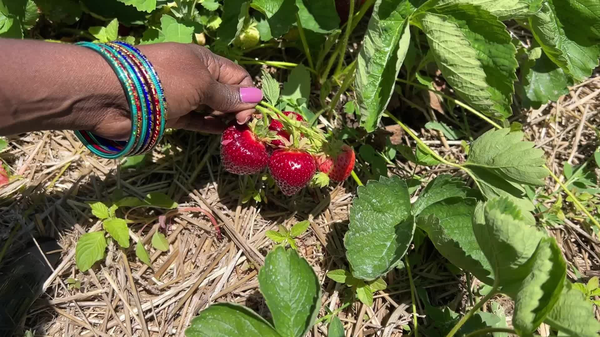 Strawberry picking in Canada
