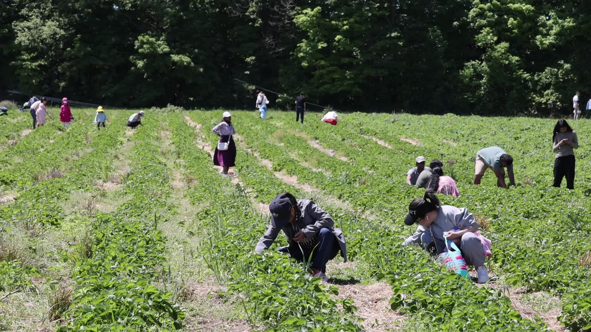 Strawberry picking in Canada