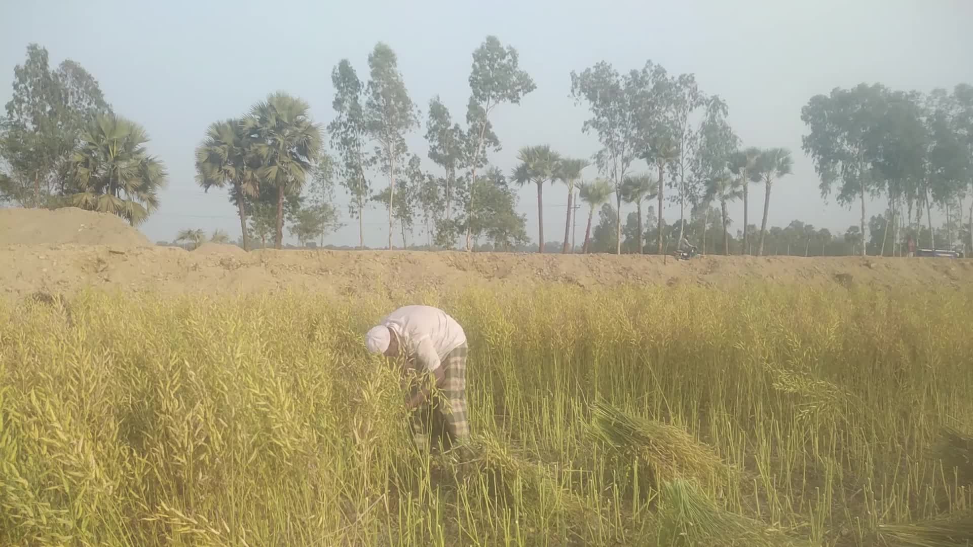Mustard Harvest in Bangladesh 