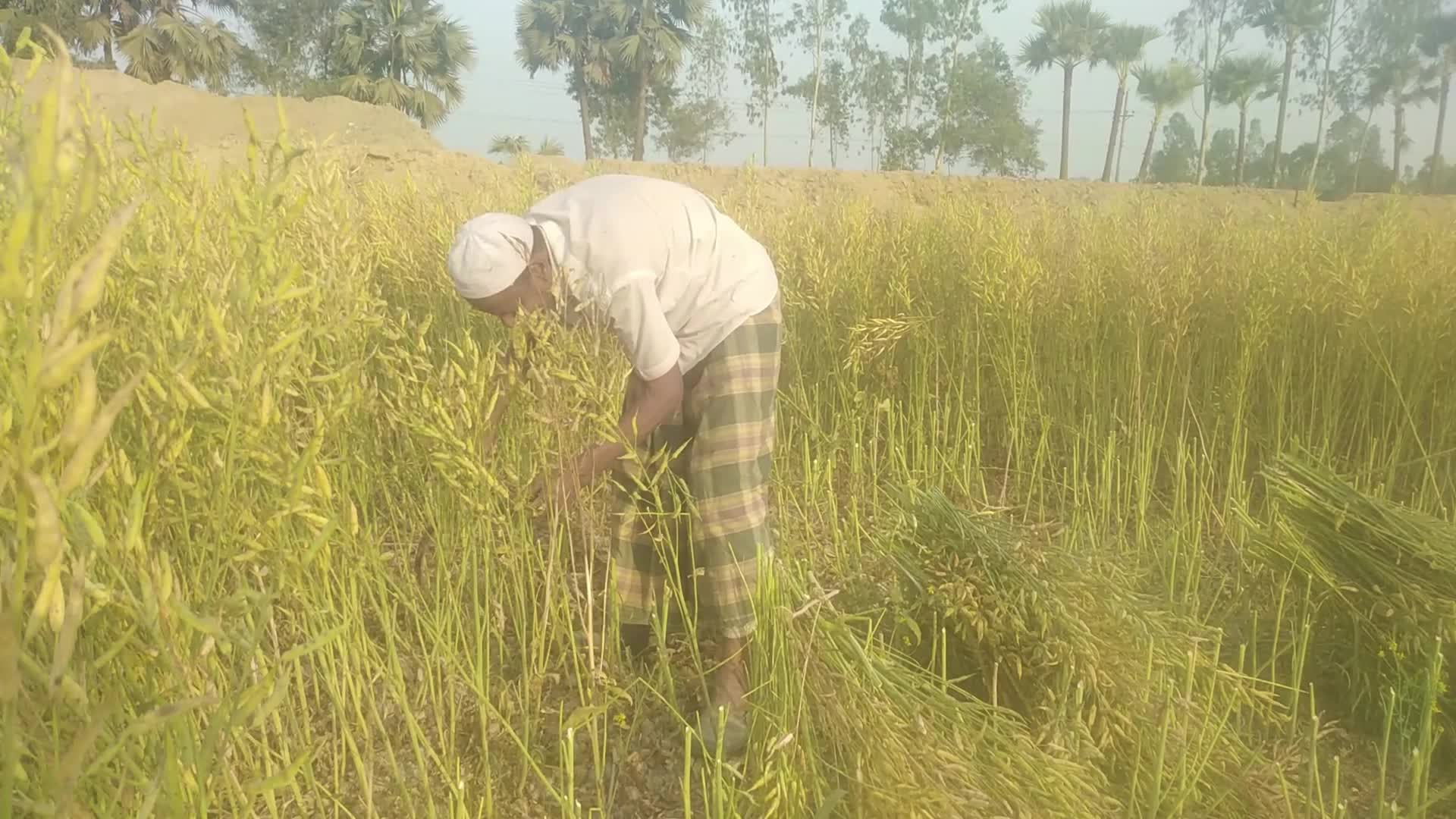 Mustard Harvest in Bangladesh 