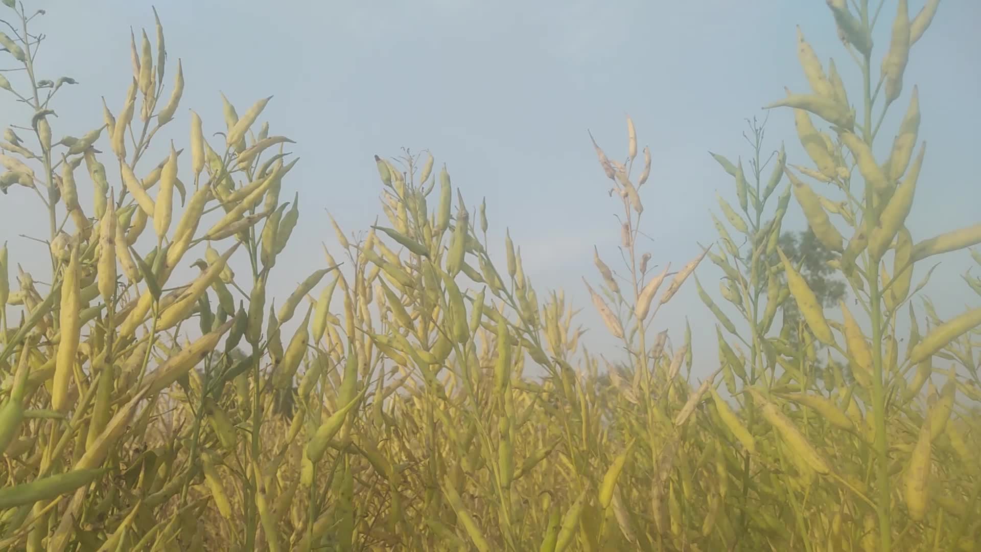 Mustard Harvest in Bangladesh 