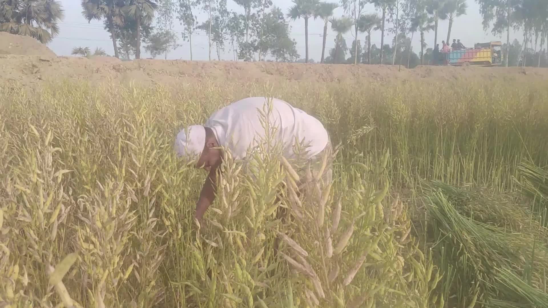 Mustard Harvest in Bangladesh 