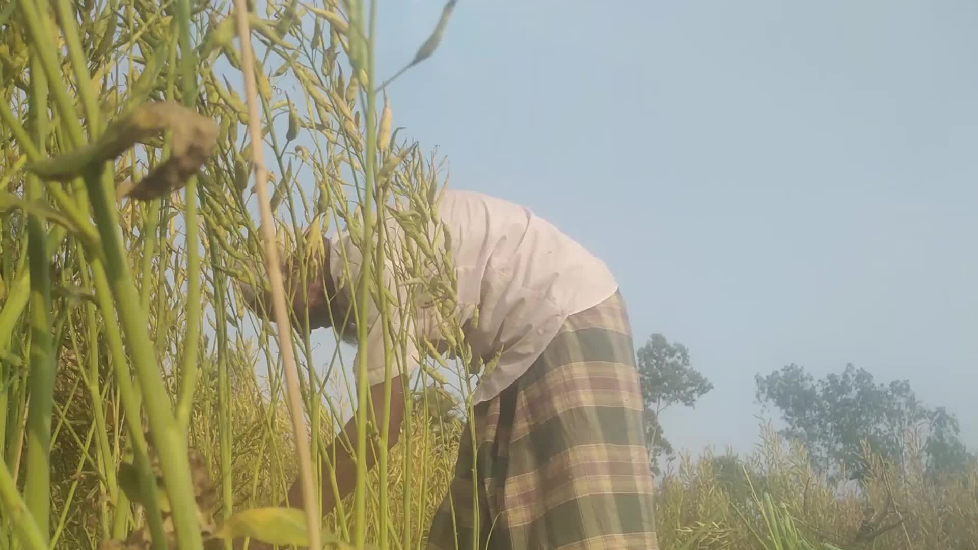 Mustard Harvest in Bangladesh 