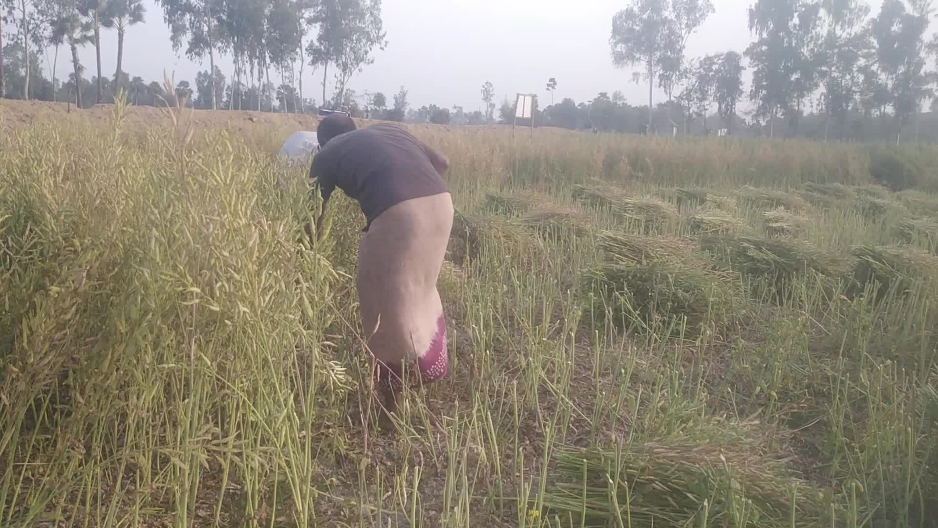 Mustard Harvest in Bangladesh 